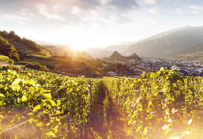 vineyard Sion, Valais, Switzerland