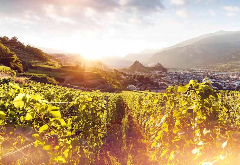 Weinberg Sitten, Valais, Suisse