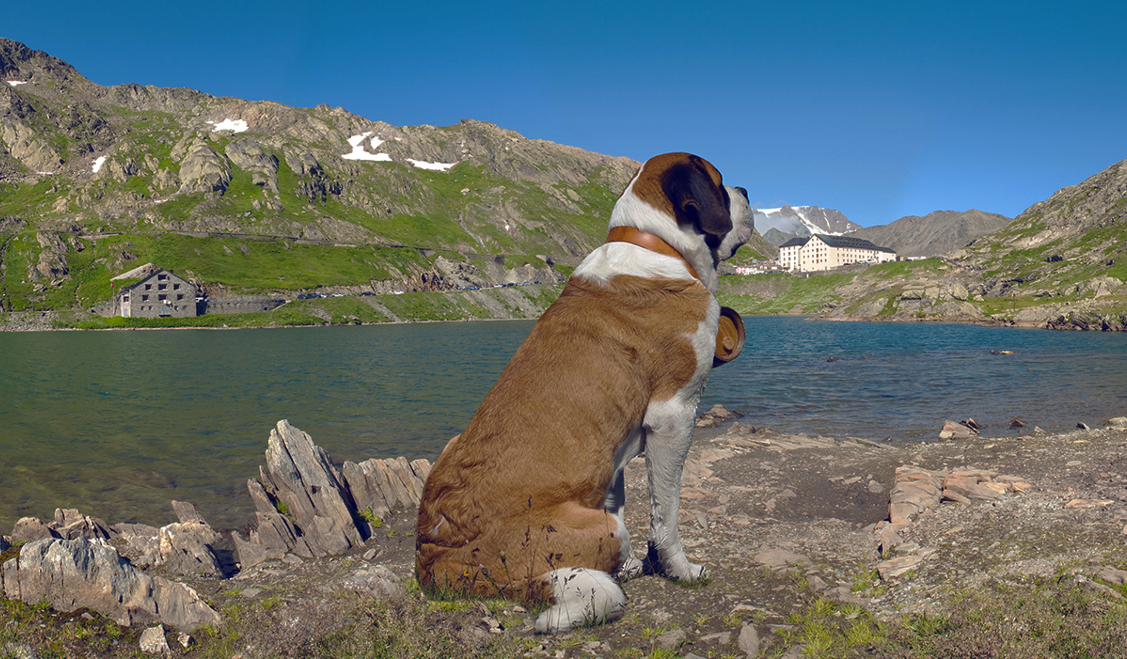 Saint Bernard dog, Valais