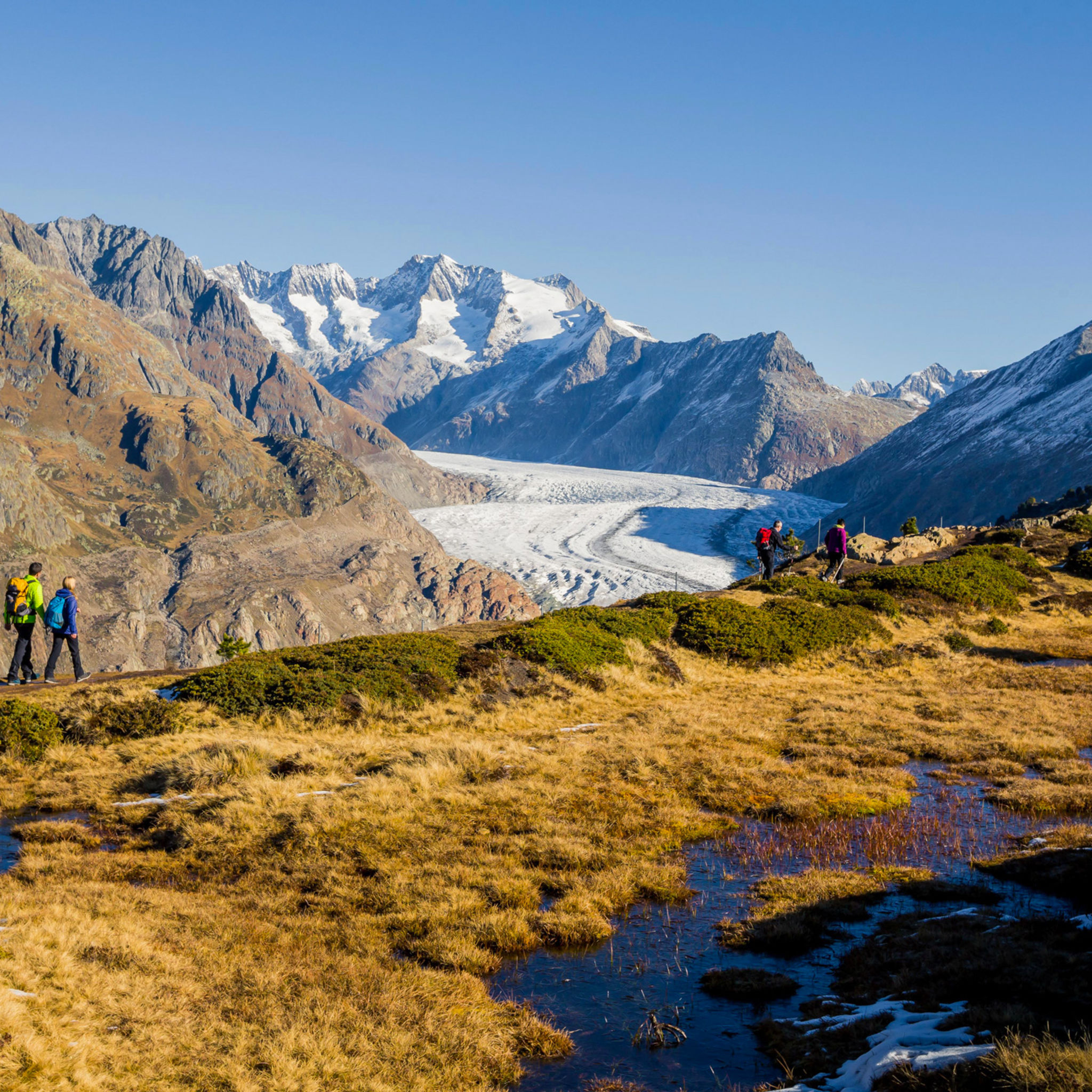 Die Leute wandern zum Aletschgletscher, der Anblick ist besonders im Herbst mit seinen schönen Farben herrlich.
Wallis, Schweiz.