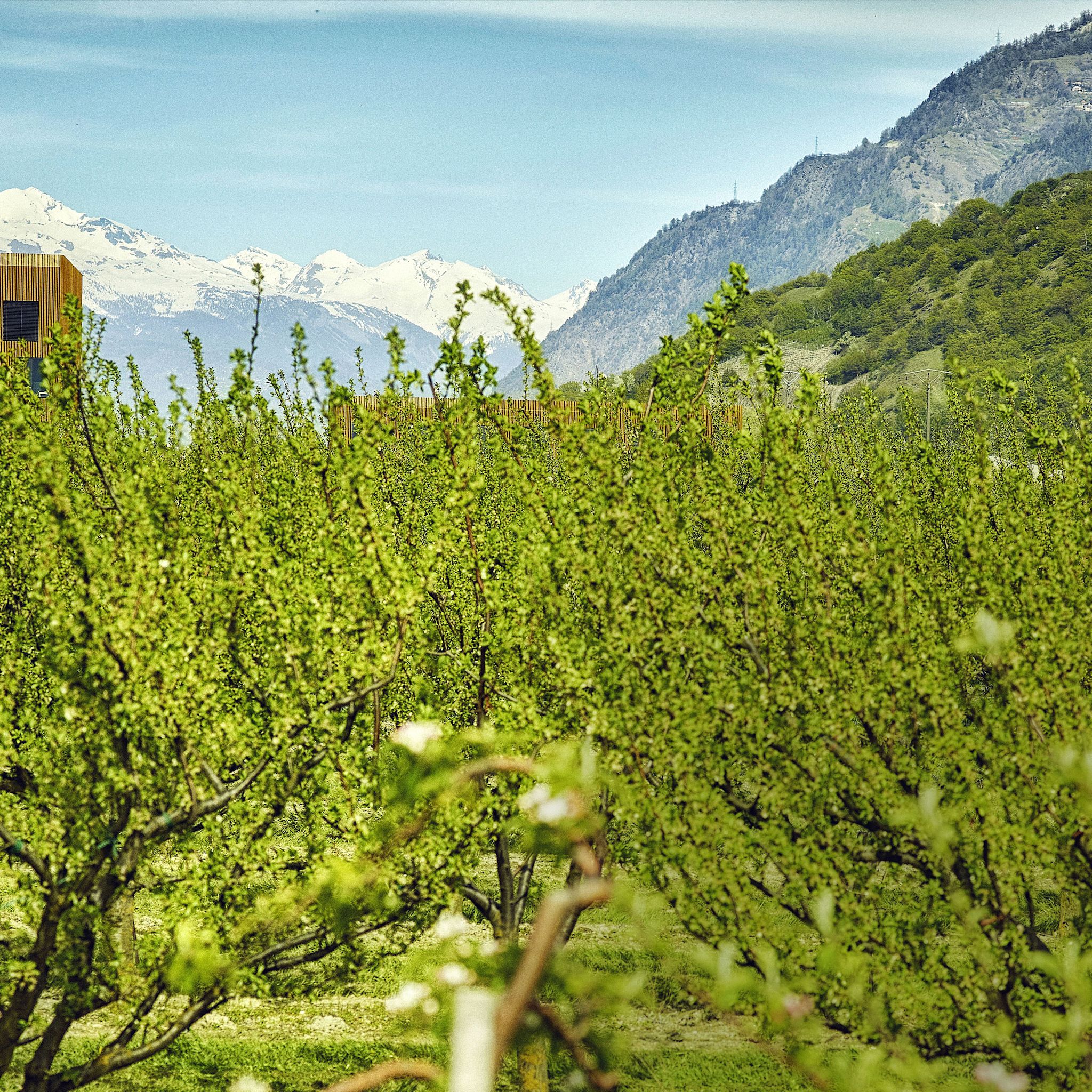 Architecture Symbiose Fully