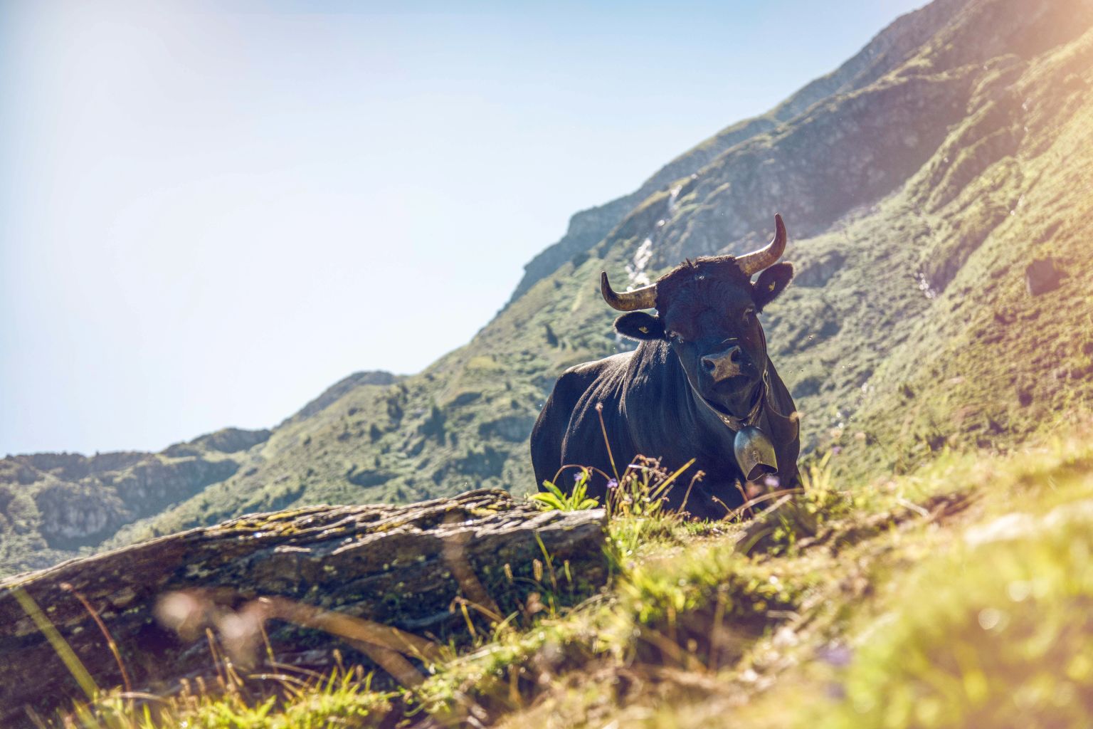 Vache d'Hérens à l'alpage, Valais