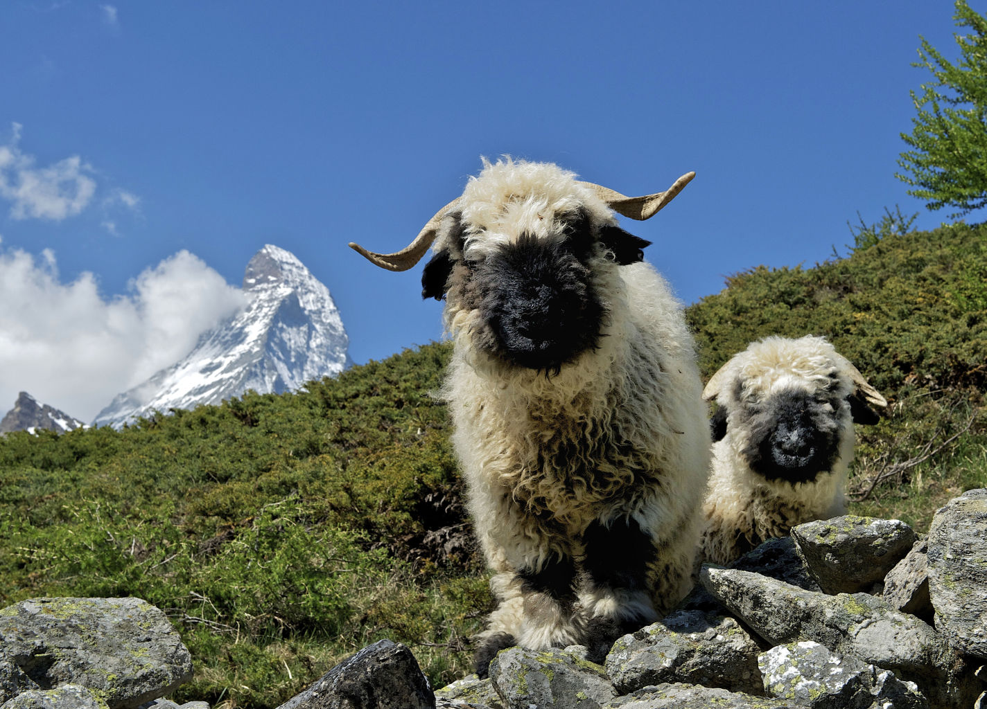 Valais Blacknose sheep in Zermatt, Valais, Switzerland