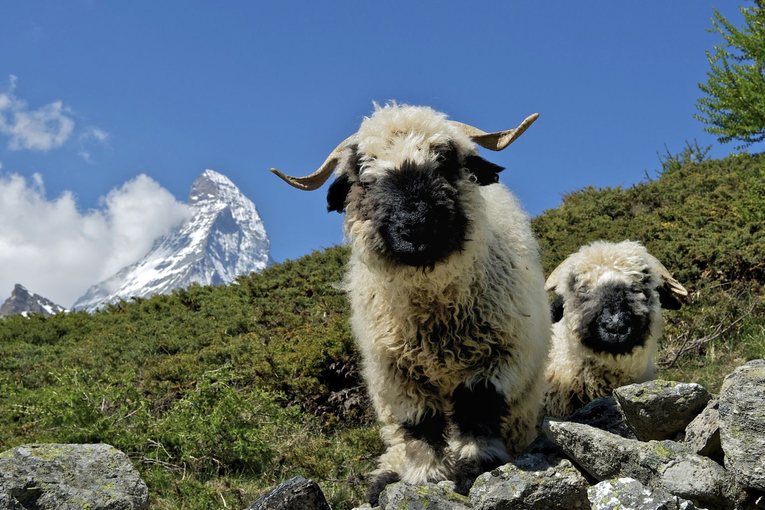 Mouton nez noir à Zermatt avec le Cervin derrière, Valais, Suisse