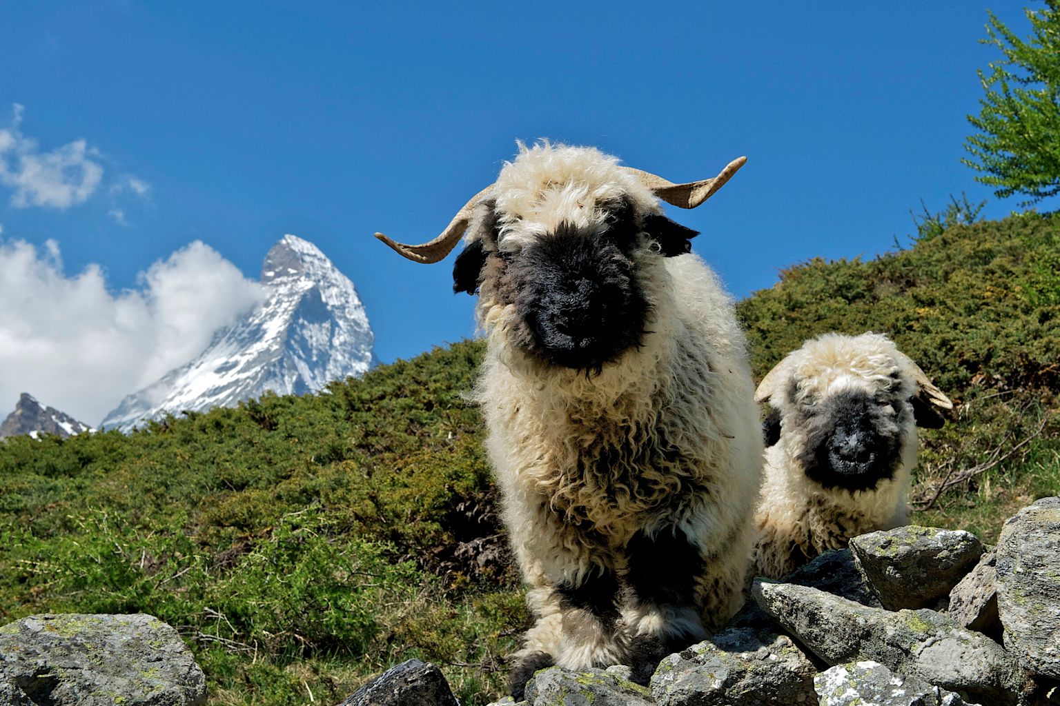 Walliser Schwarznasenschaf im Zermatt, Wallis, Schweiz