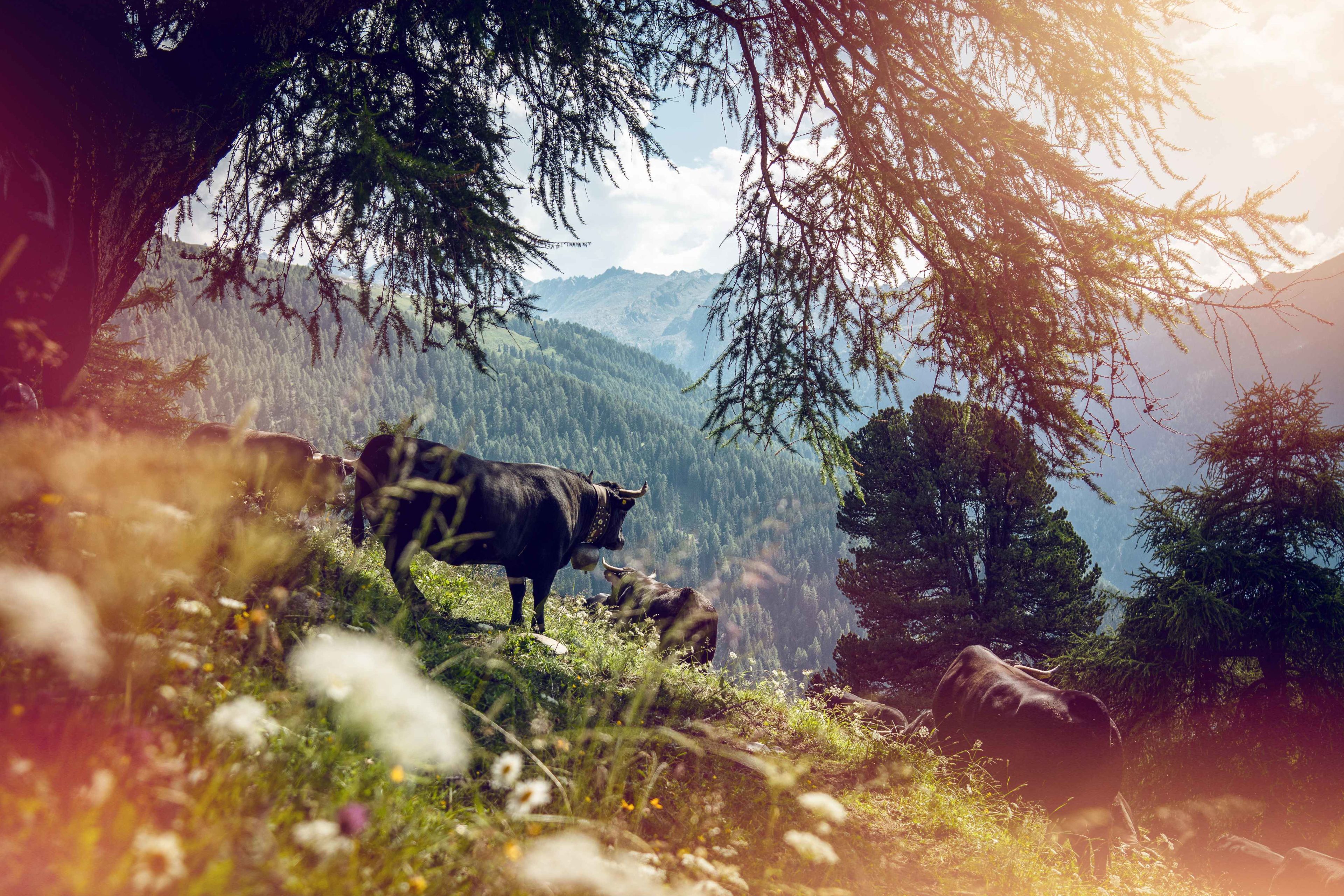 Kühe auf einer Wiese auf den Walliser Weiden, Valais Wallis, Schweiz Suisse
