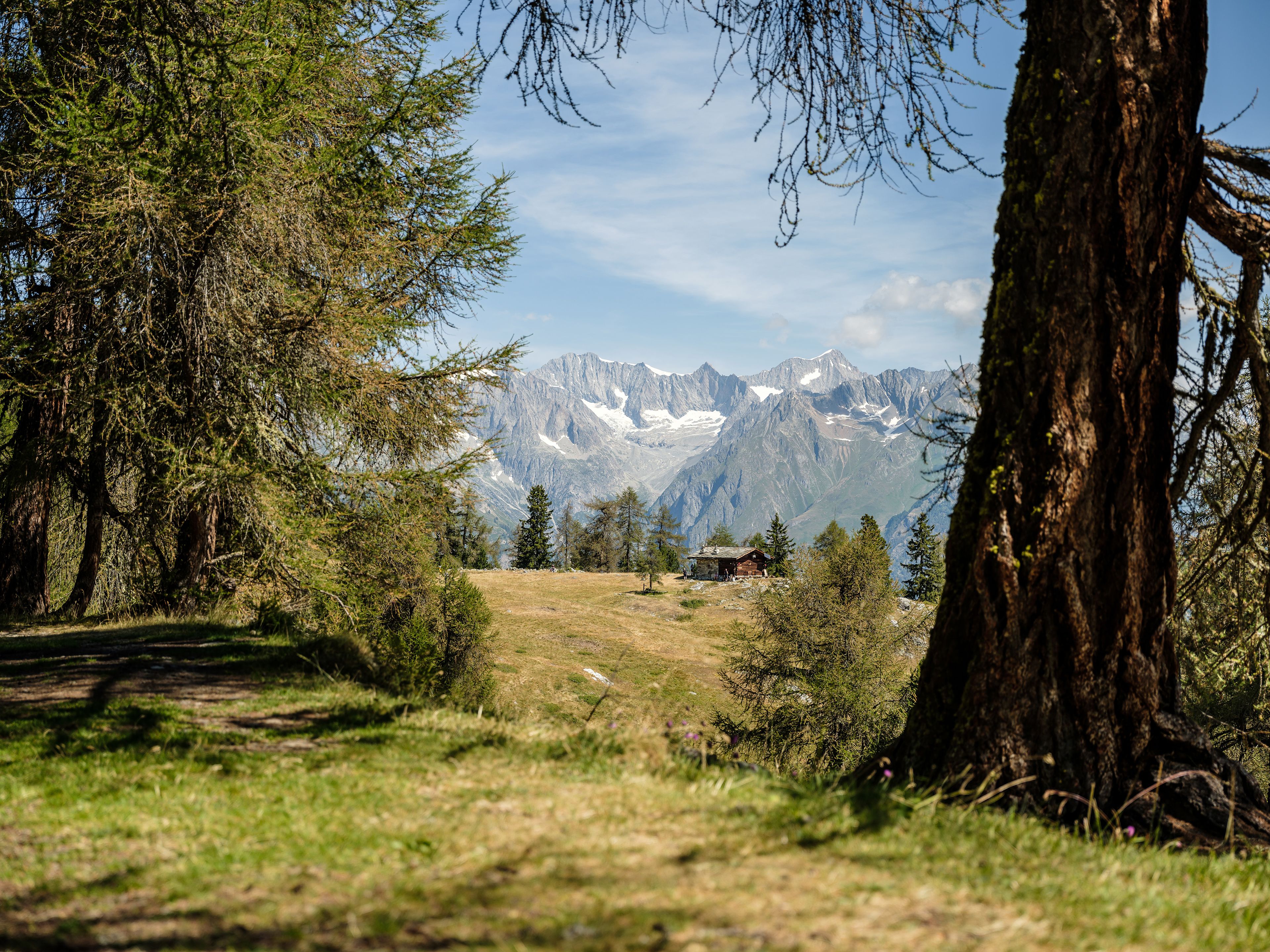 Lisière de forêt avec vue sur un alpage et des sommets enneigés près de Grächen Moosalp, Valais, Suisse