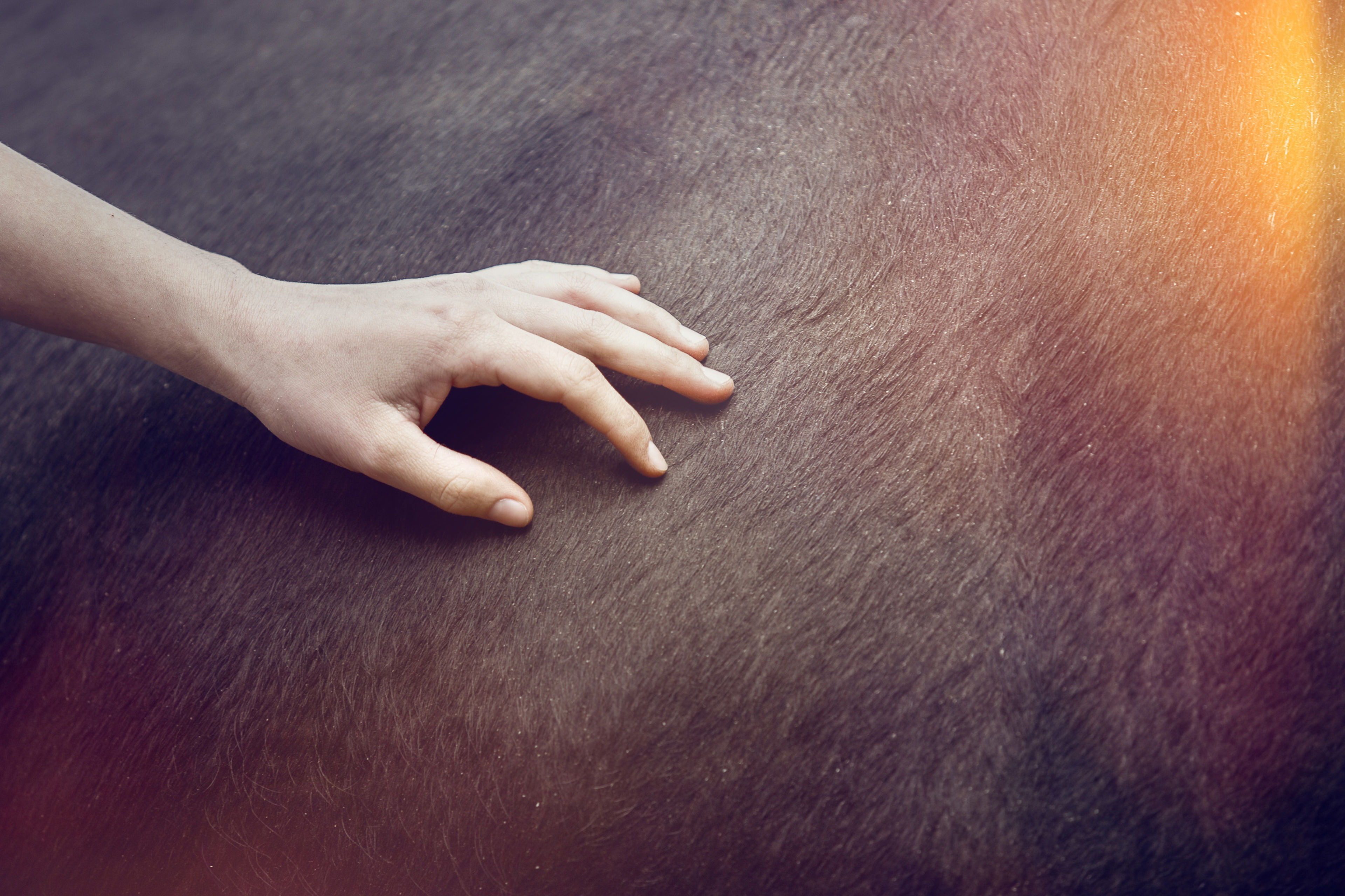 Cuddling for the Herens cow