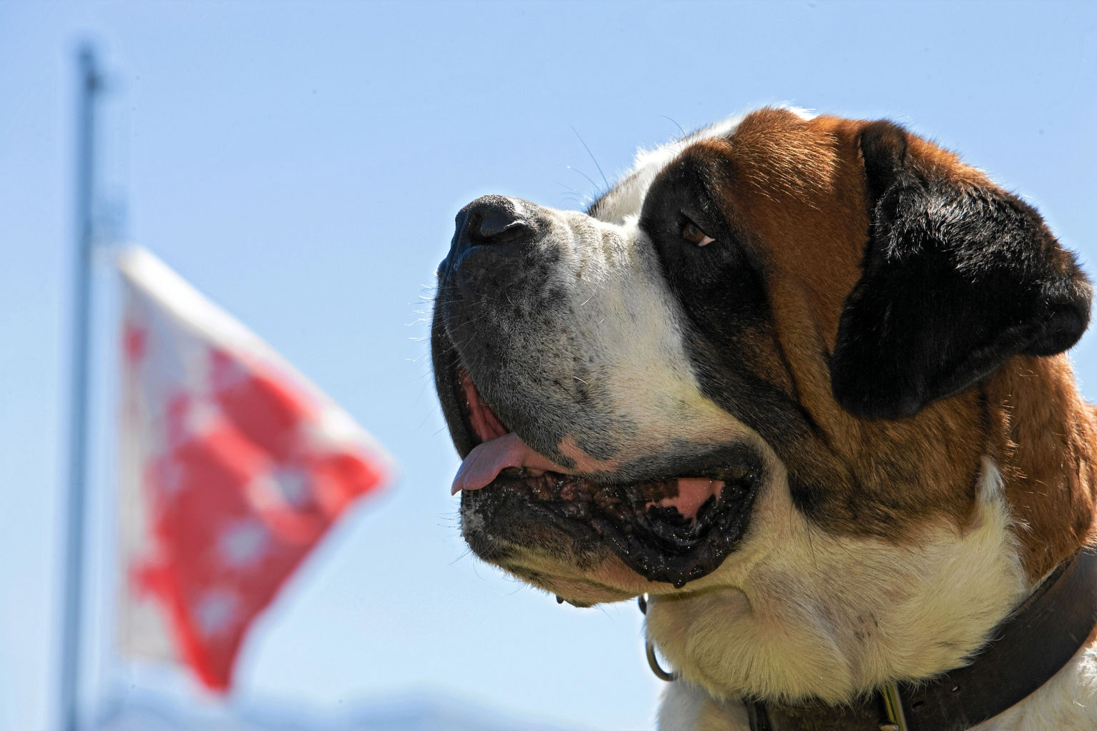 Bernhardiner Hunde vor der Walliser Flagge