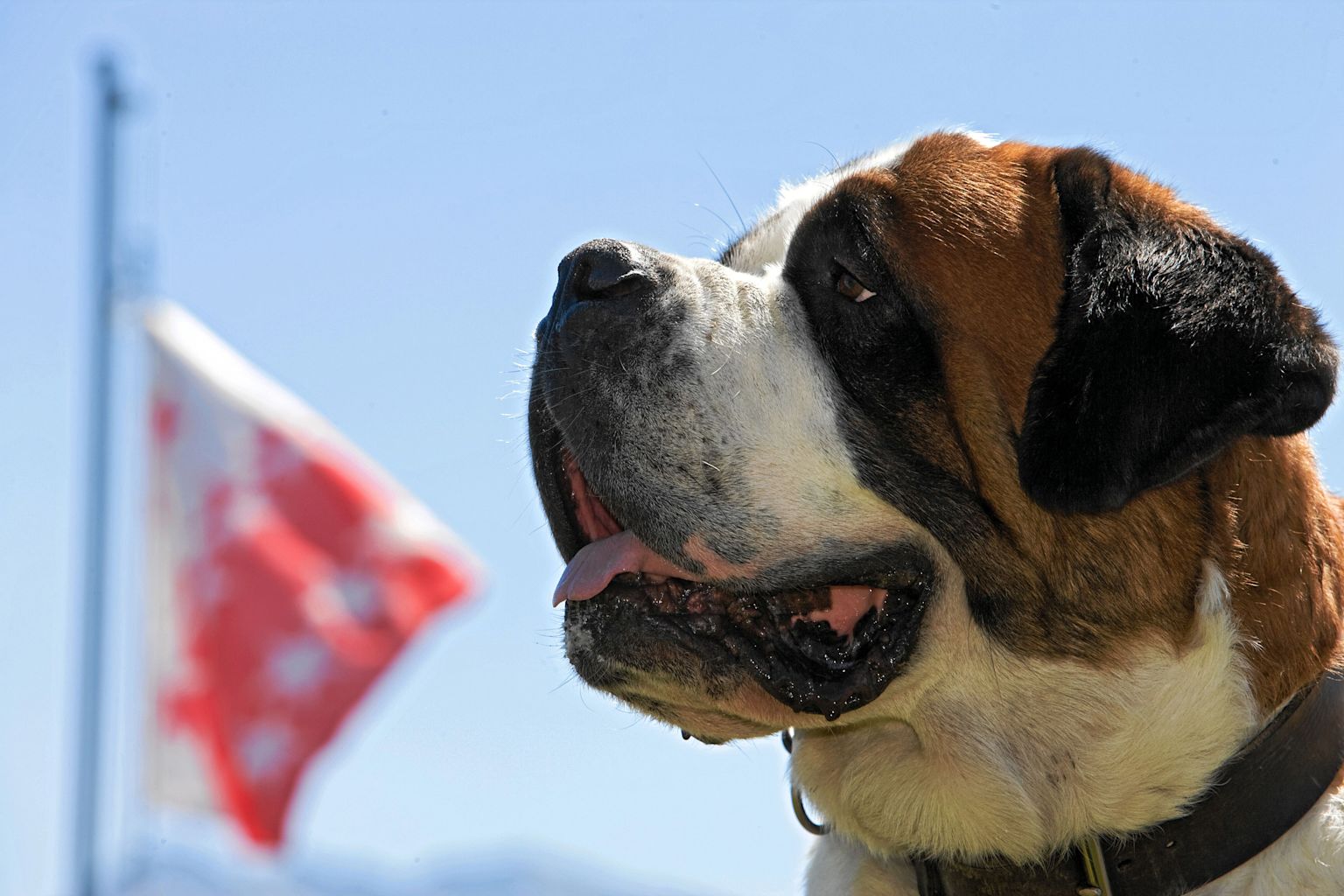 Chien du St-Bernard devant le drapeau valaisan