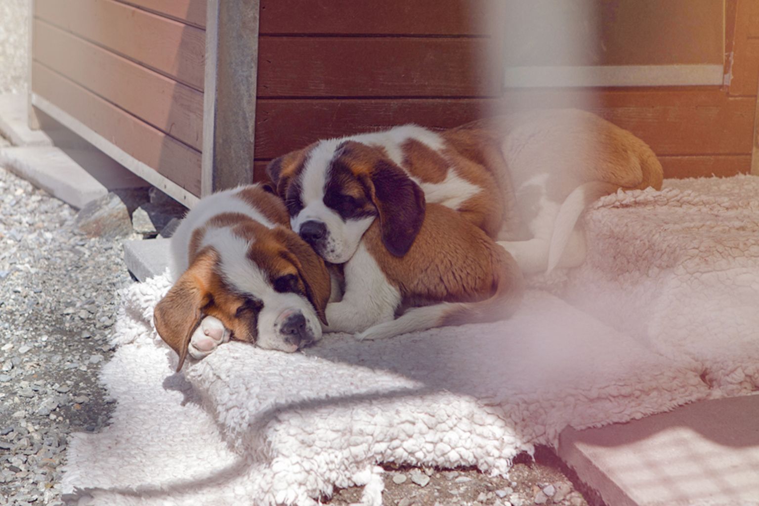 Barry Foundation puppies. The foundation has been committed to the breeding of the Saint Bernards for 10 years.