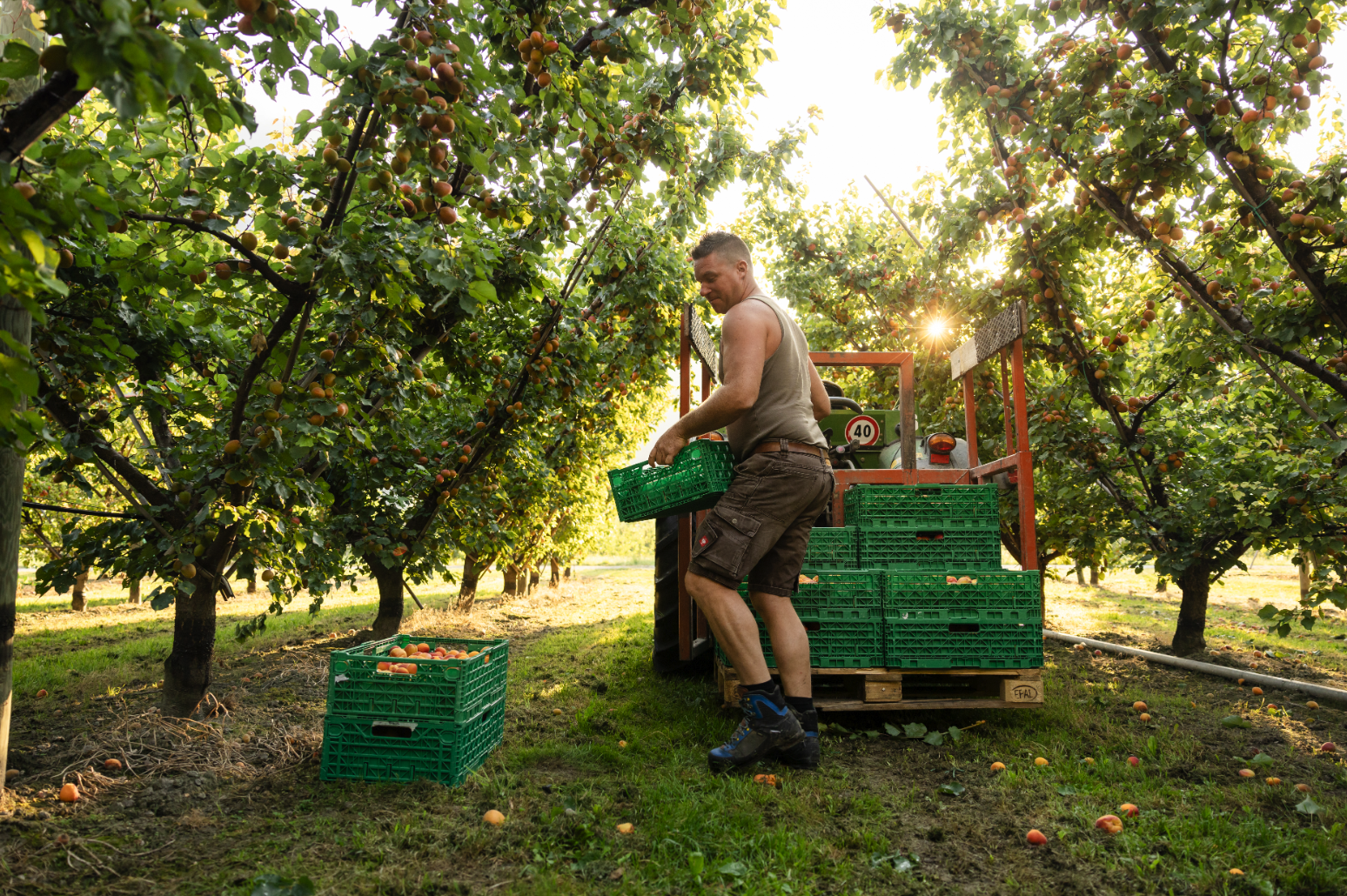 Von klein auf in Obstgärten unterwegs – heute führt Julien Moret seinen Familienbetrieb in Martigny mit grosser Leidenschaft. Erlebt, wie der Aprikosenanbau im Wallis Saison für Saison gelebt wird – zwischen Tradition, Innovation und ganz viel Herzblut. 