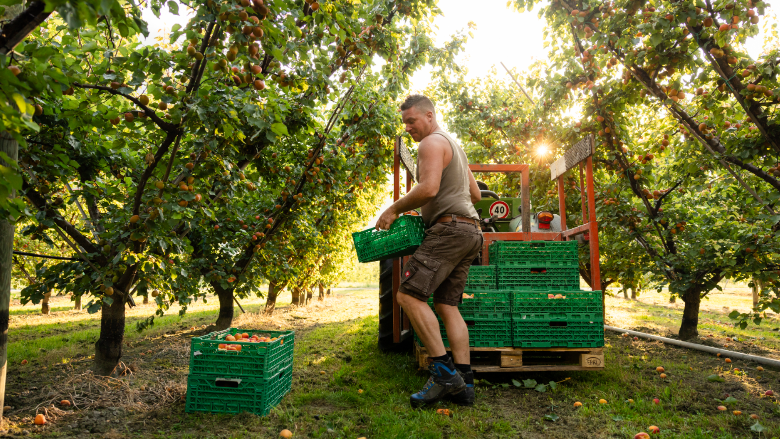 Von klein auf in Obstgärten unterwegs – heute führt Julien Moret seinen Familienbetrieb in Martigny mit grosser Leidenschaft. Erlebt, wie der Aprikosenanbau im Wallis Saison für Saison gelebt wird – zwischen Tradition, Innovation und ganz viel Herzblut.