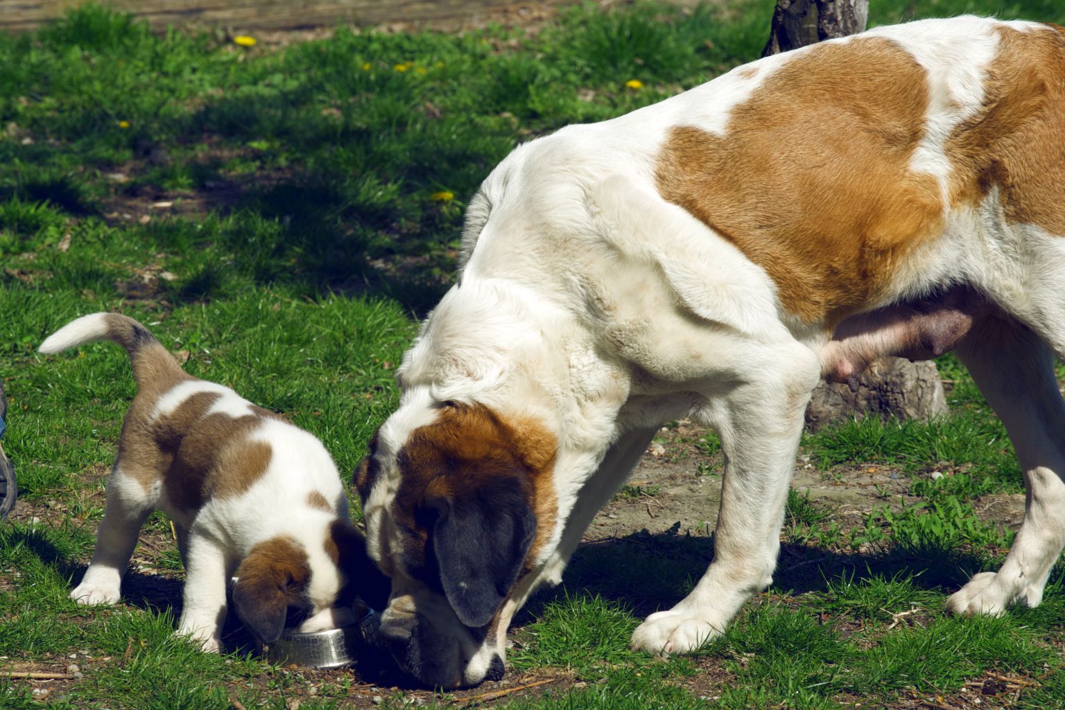 Saint Bernard dog puppy, Valais