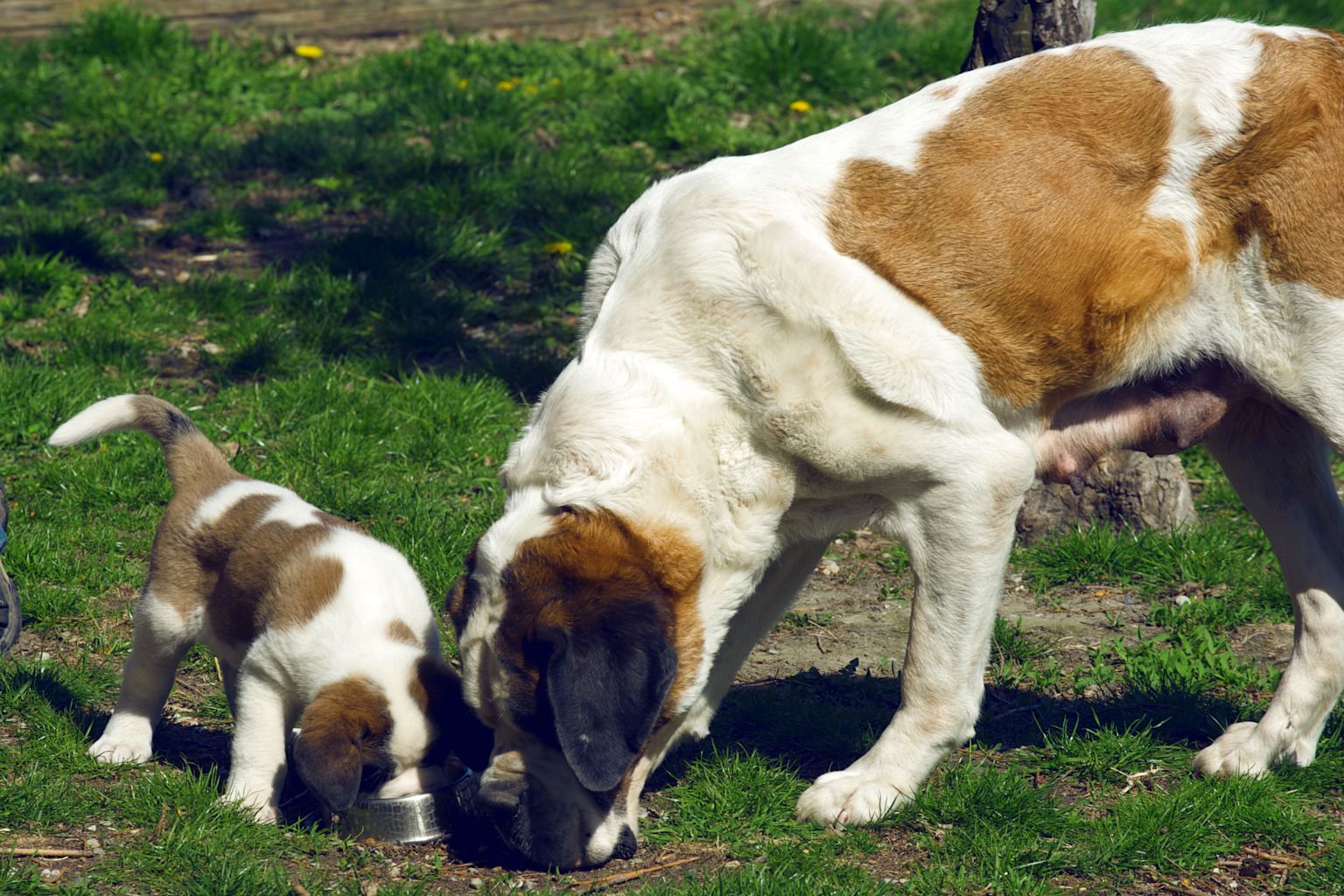 Chiots Saint-Bernard, Pays du St Bernard, Valais