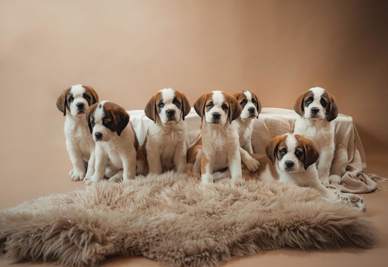 Chiots Saint-Bernard, Pays du St Bernard, Valais