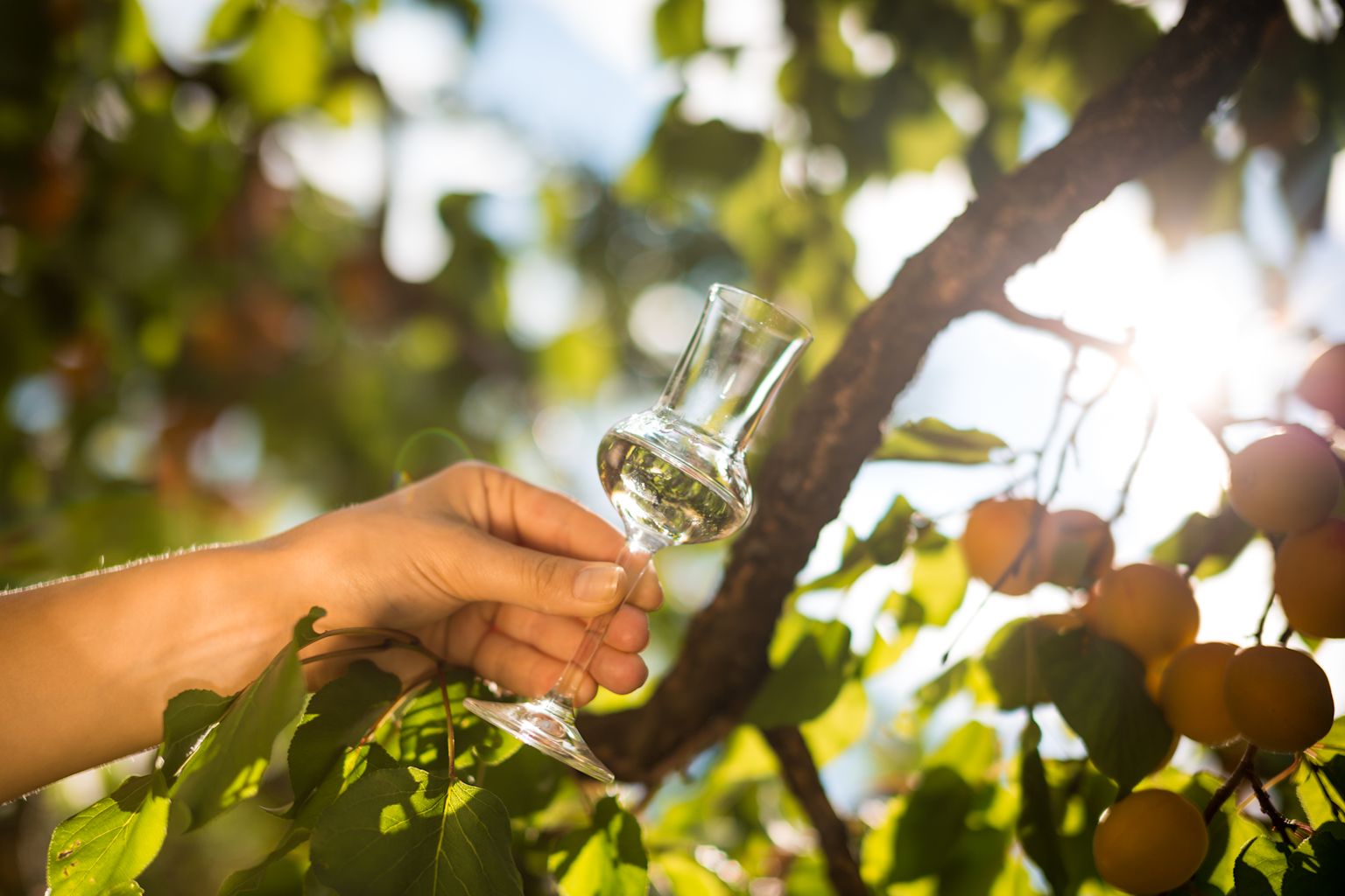 L’Abricotine AOP, l’eau de vie d’abricot du Valais, est composée à 90% de Luizet.
