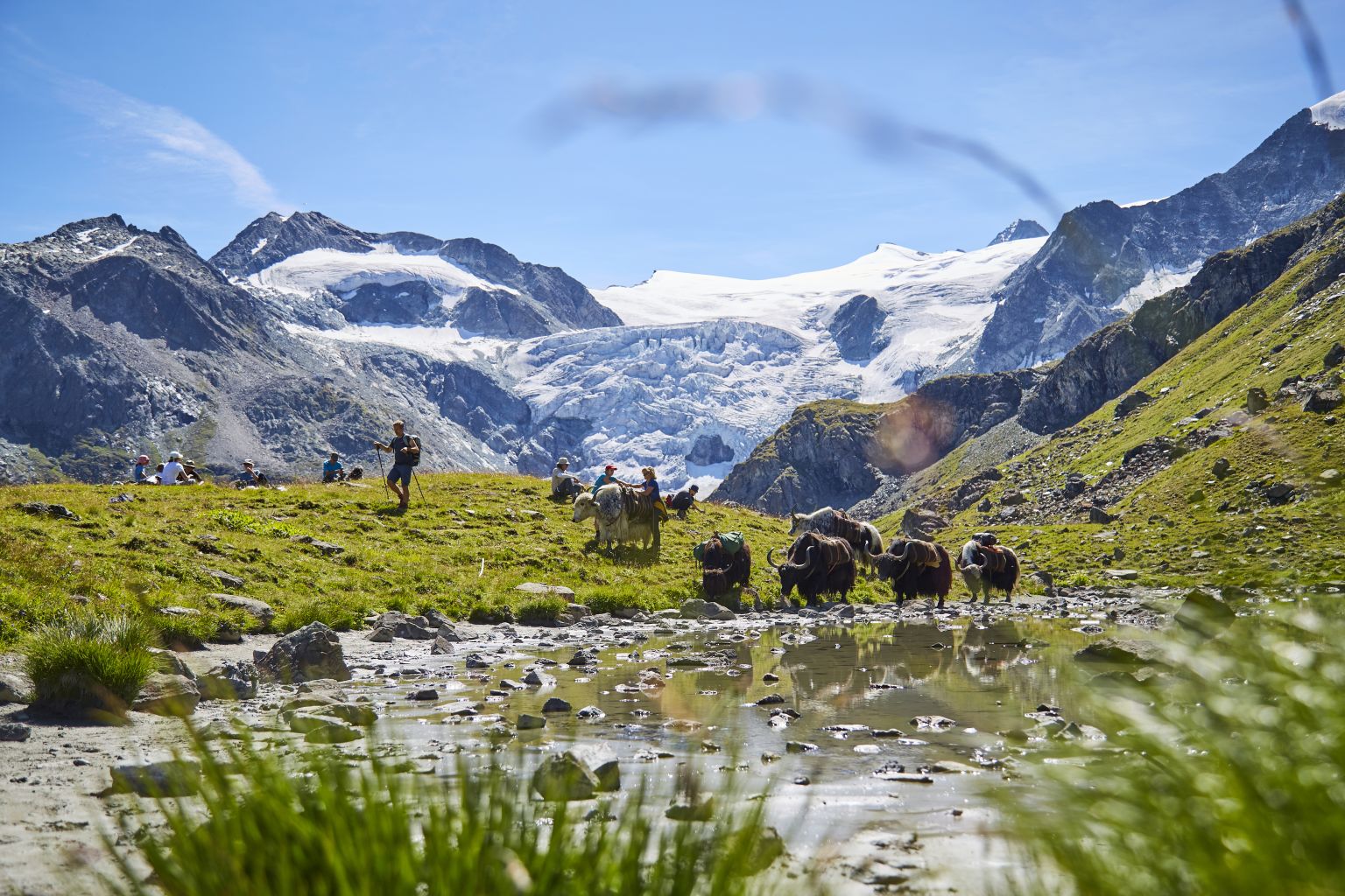 Rosula Blanc und ihre Yaks kennen das Val d'Hérens wie ihre Westentasche, wallis, schweiz