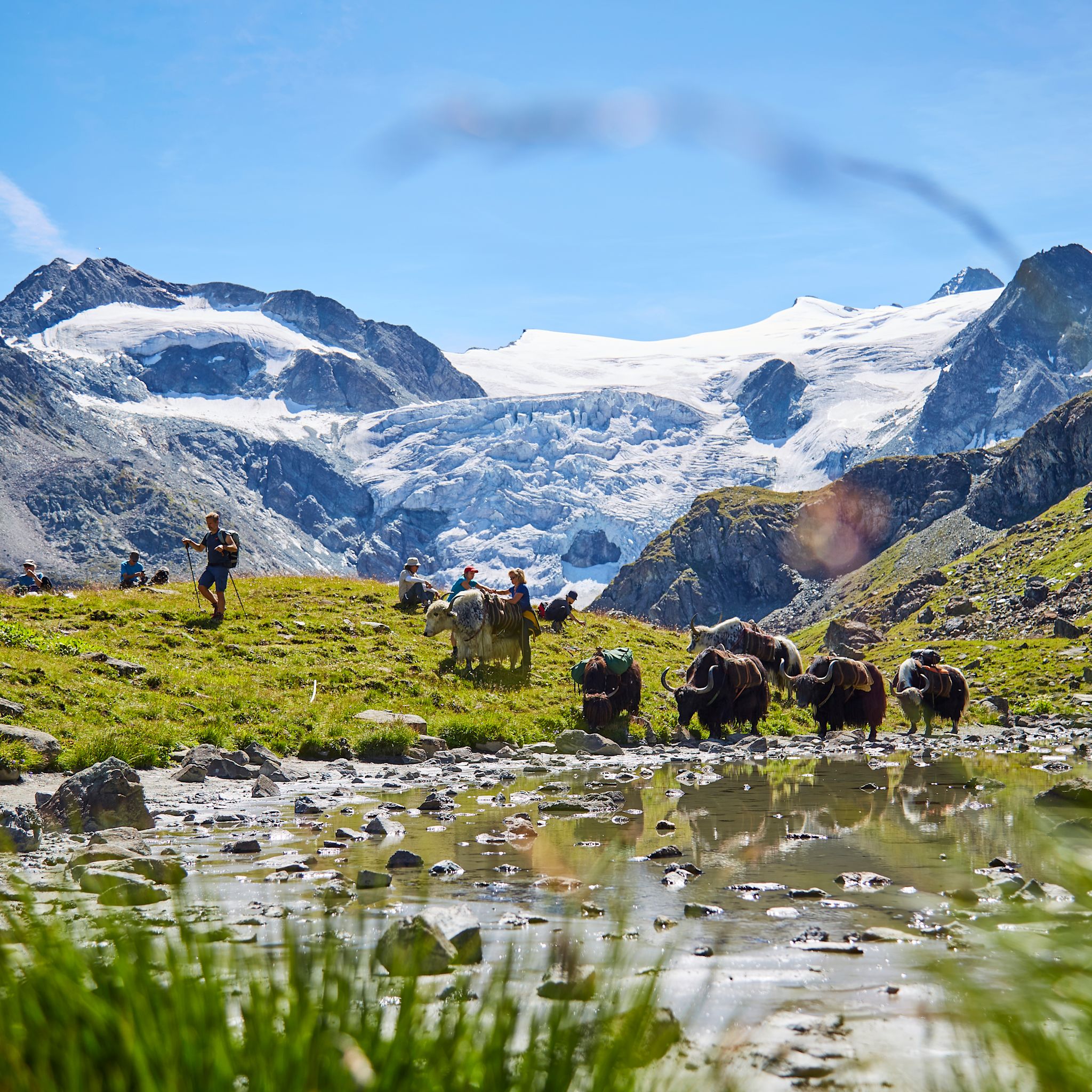 Rosula Blanc and her yaks know the Val d’Hérens inside out.