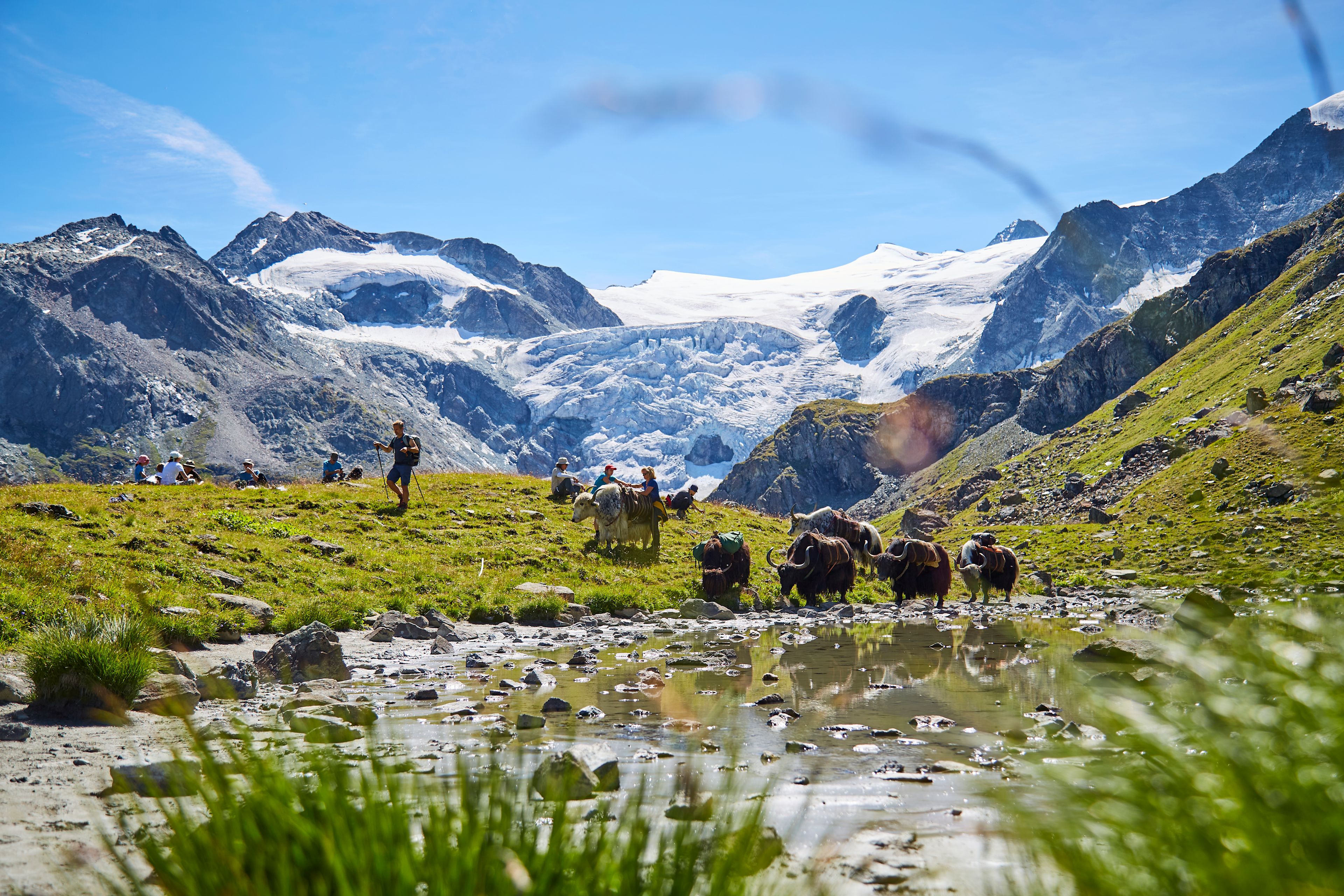 Rosula Blanc and her yaks know the Val d’Hérens inside out.