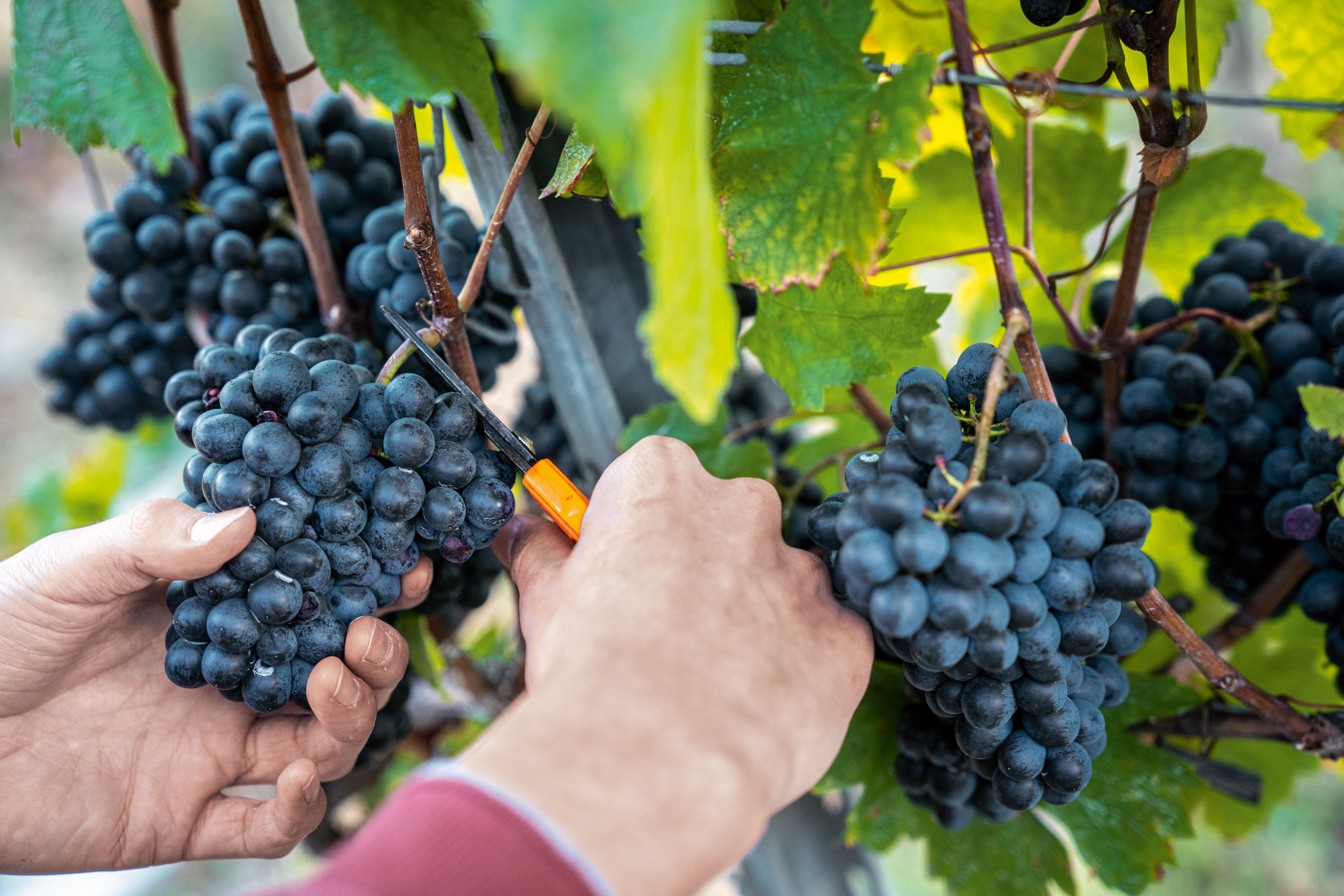 Pinot noir grapes, Valais, Switzerland