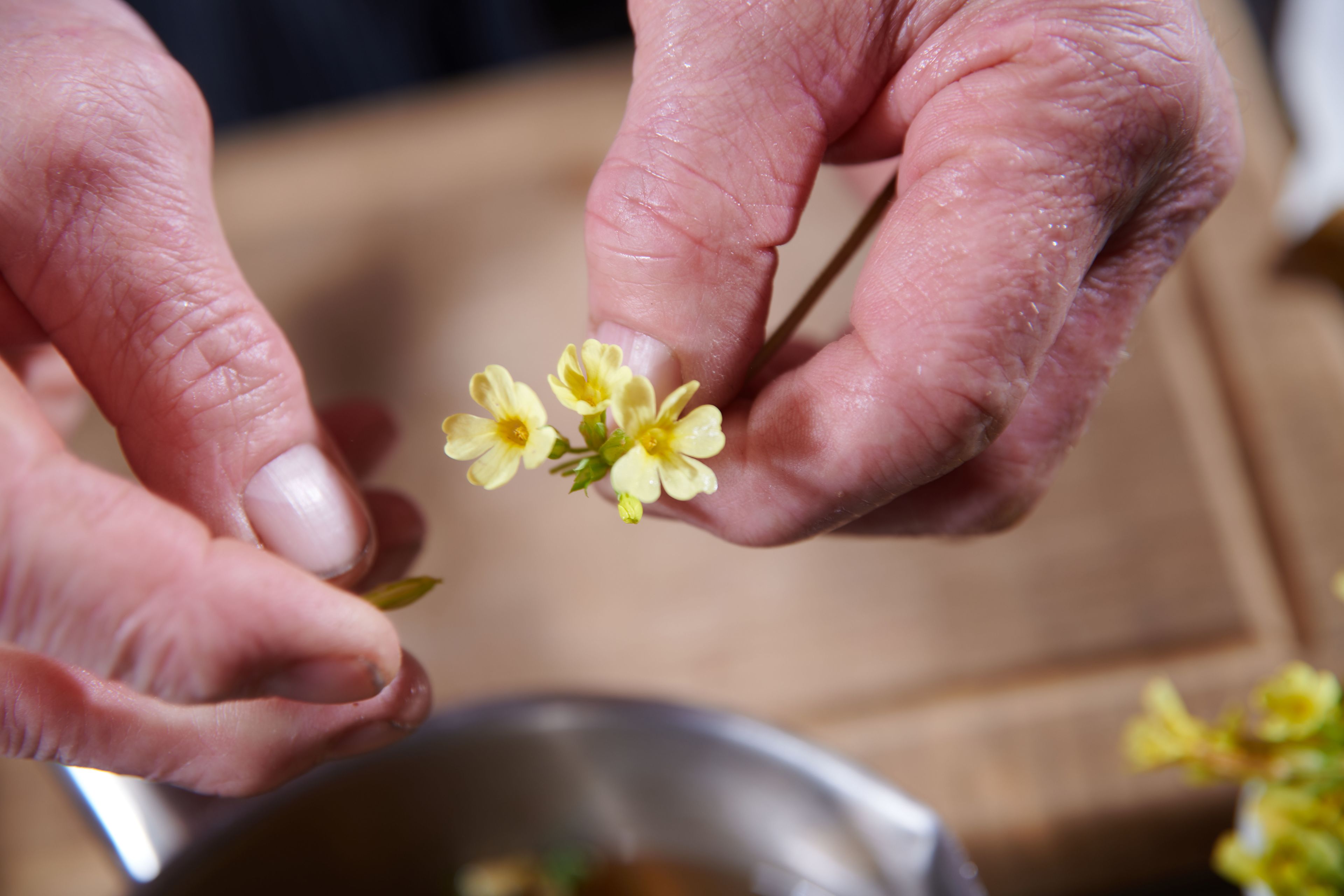 Schlüsselblüemli in den Händen von Klaus, Wallis, Schweiz