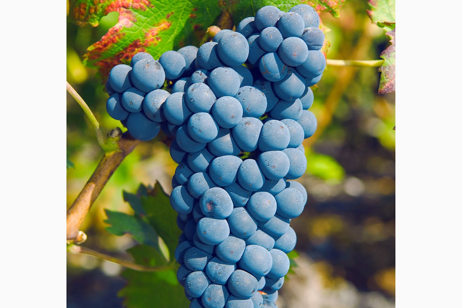 Cépage Cornalin du Valais