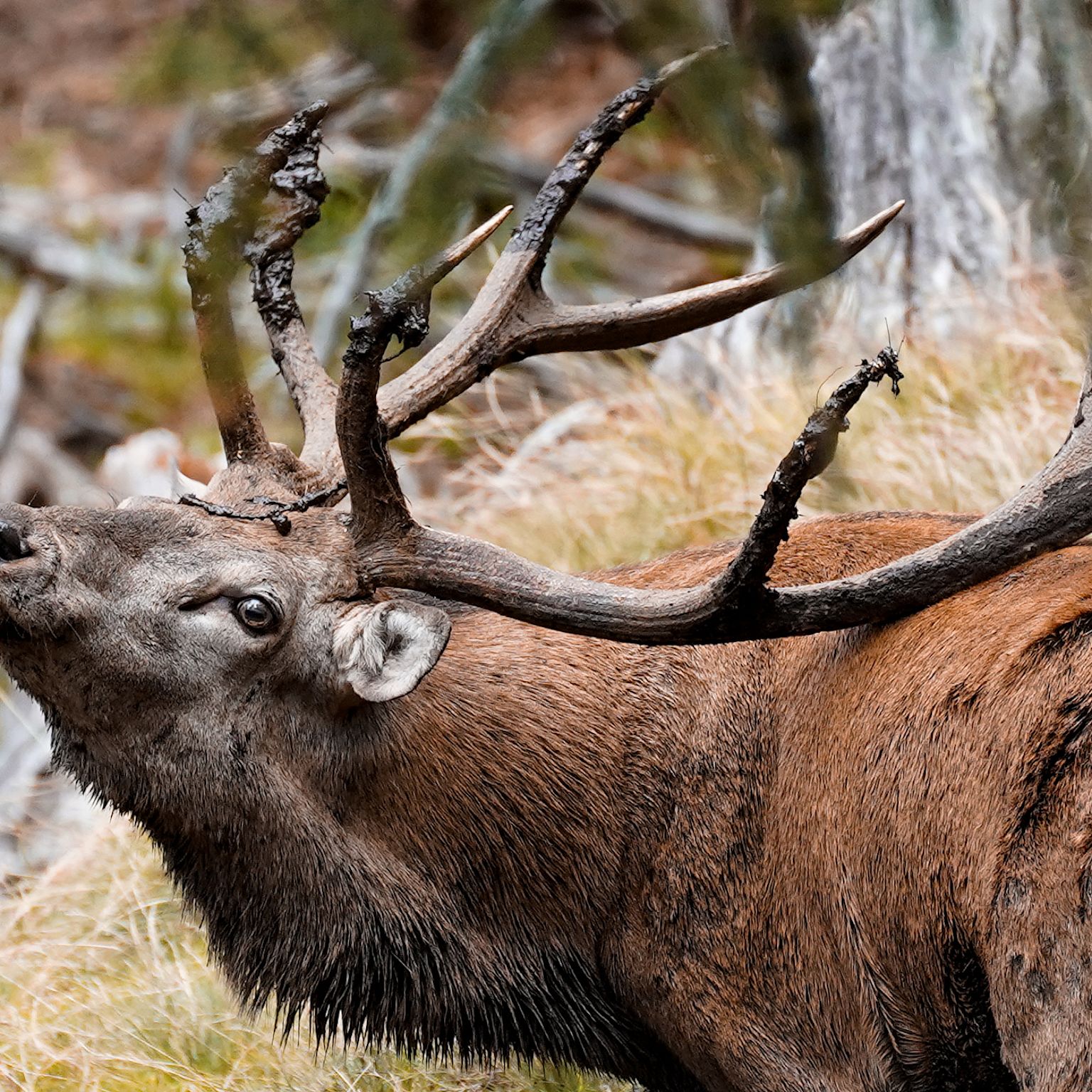 Un cerf rugissant photographié par Marcel Grichting. C'est en automne que c'est le plus excitant, quand les cerfs sont en rut, dit Grichting, en Valais, Suisse.