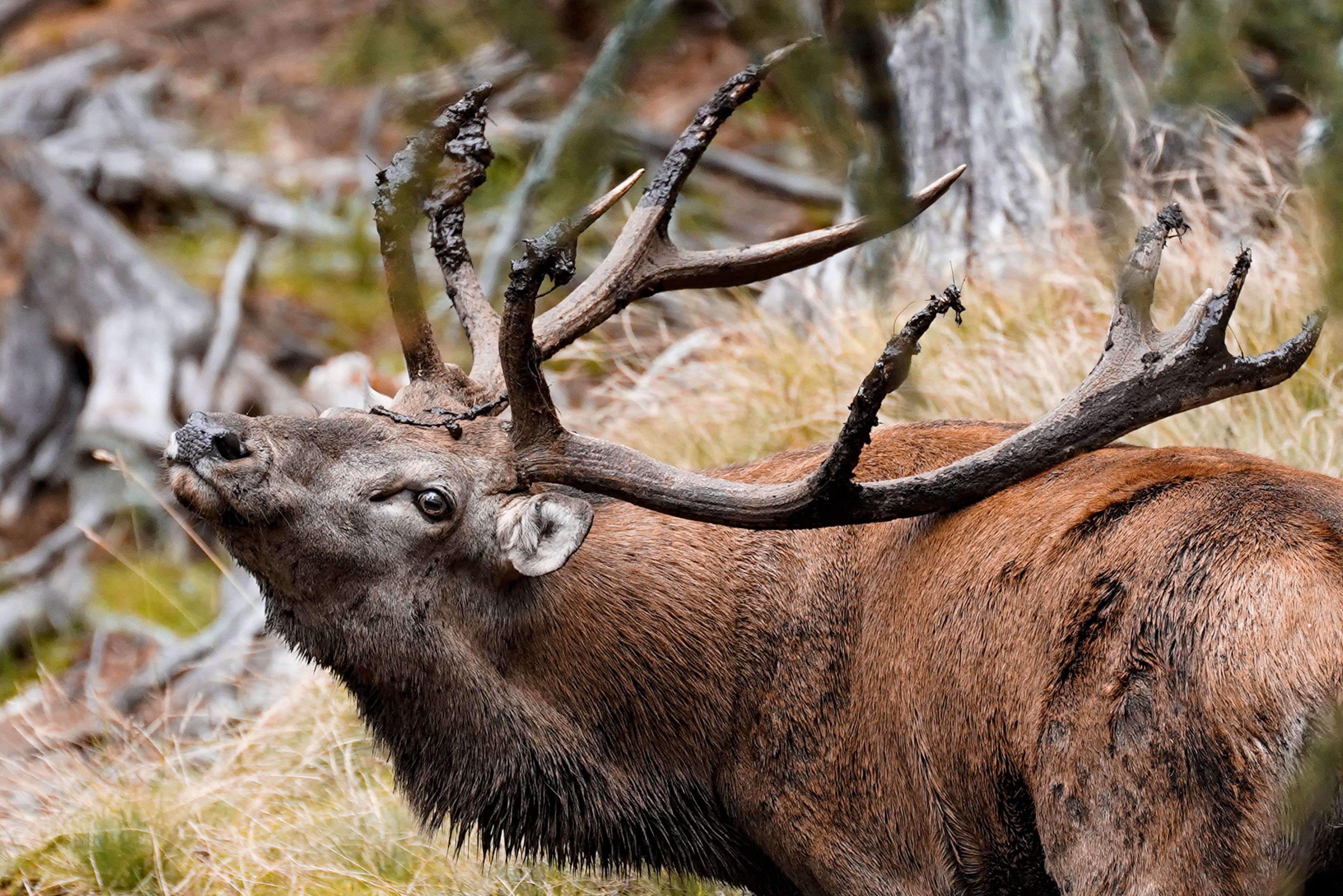 A roaring stag photographed by Marcel Grichting. It is most exciting in autumn, when the stags are in rut, says Grichting, Valais, Switzerland.