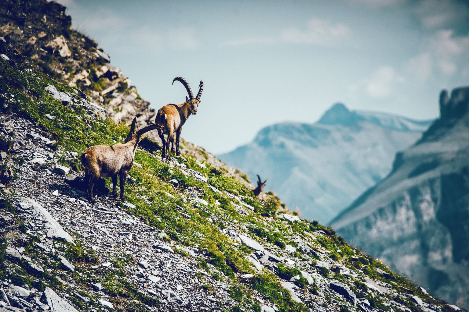 Chamois in Valais, wild animal