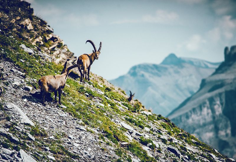 Walliser Gämsen, Wildtiere im Wallis