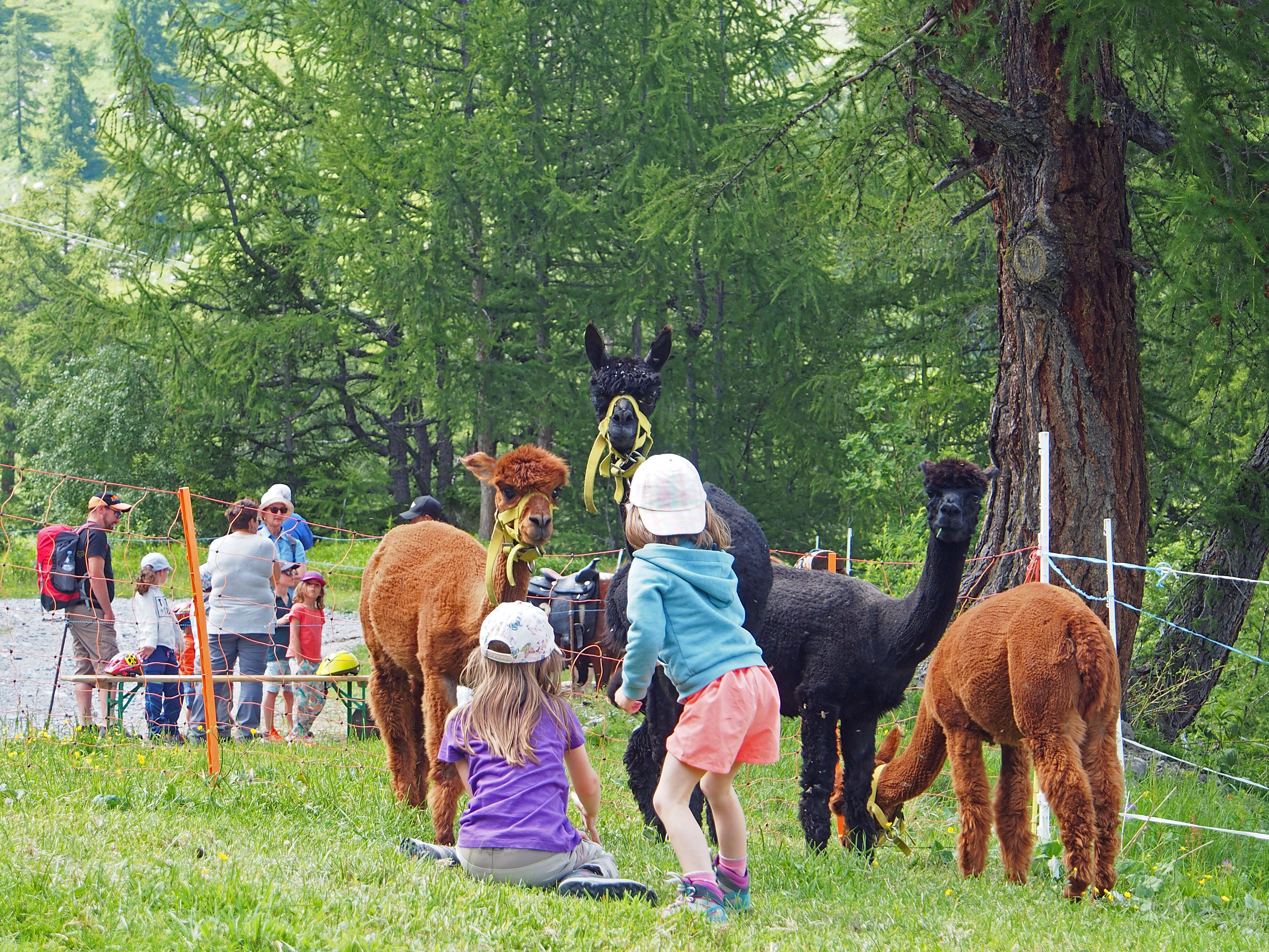 Children playing with llamas, Valais, Switzerland