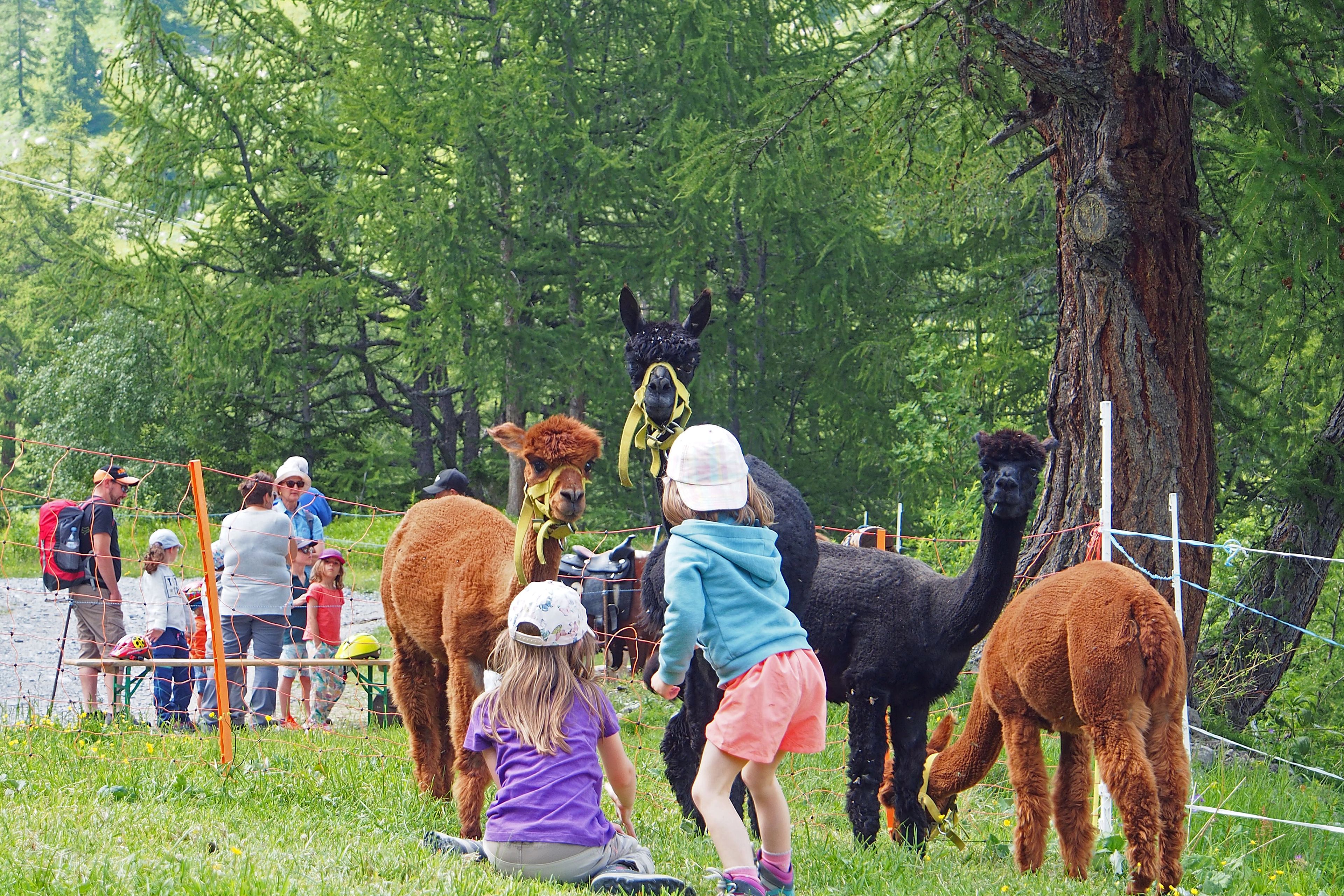 Children playing with llamas, Valais, Switzerland