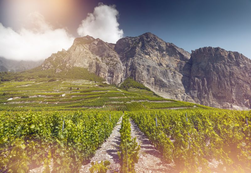 Vignobles de Chamoson, oenotourisme, vin, Valais, Suisse