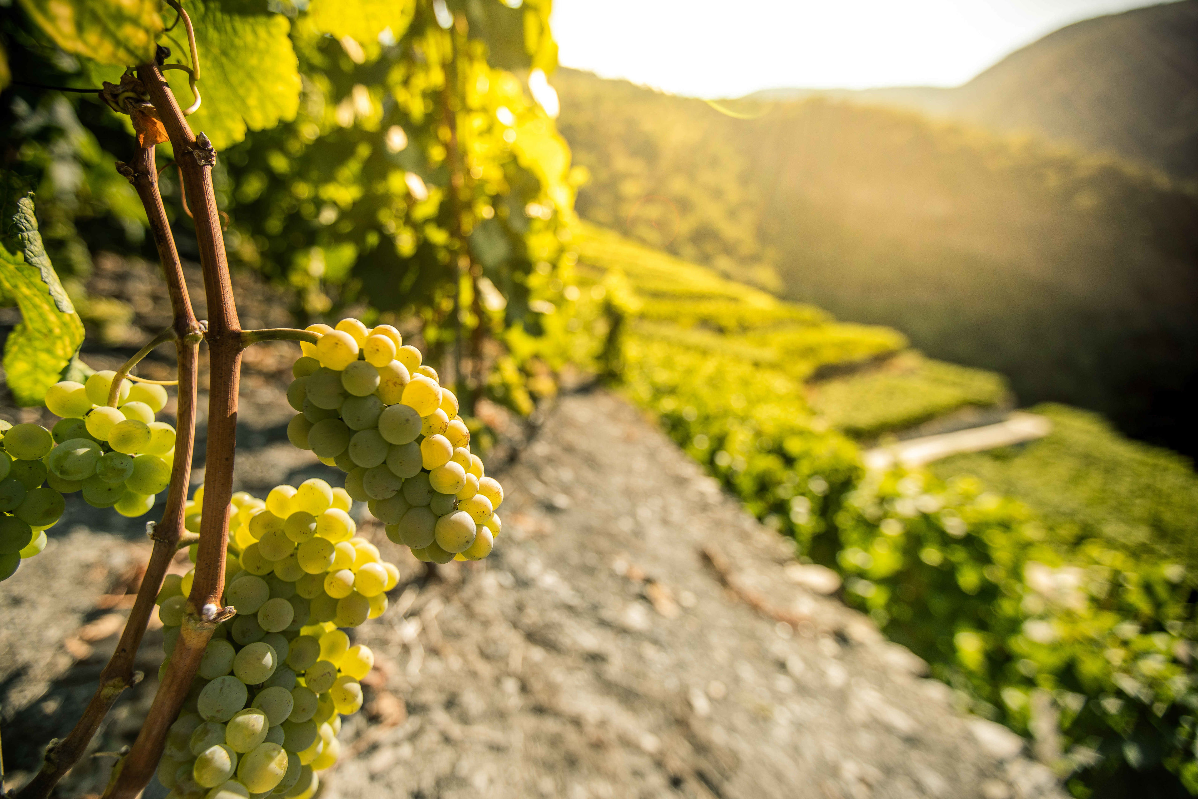 Vineyard in Visperterminen, Valais, Switzerland