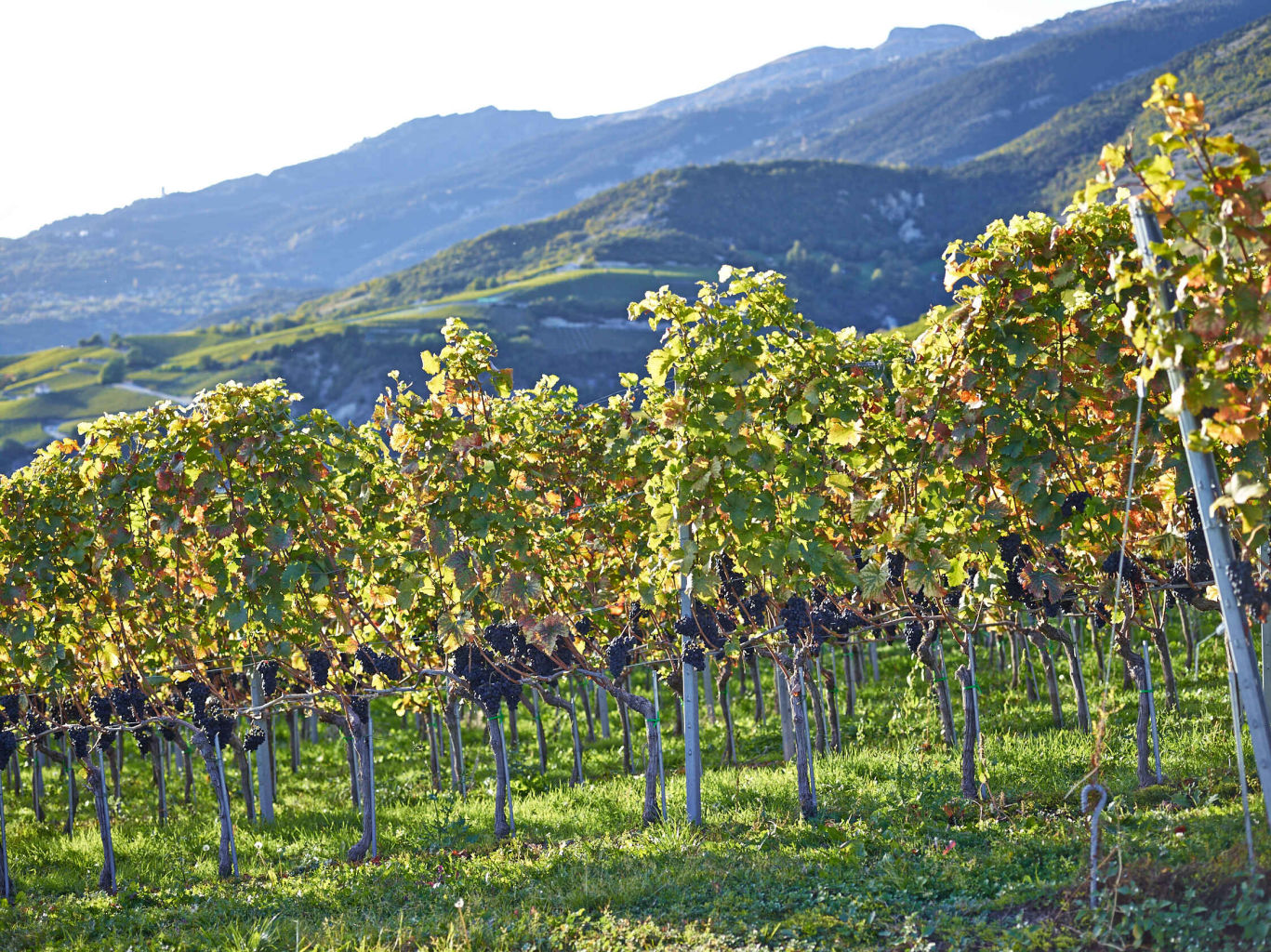 Ein Feld Weinreben in Sierre, Wallis, Schweiz