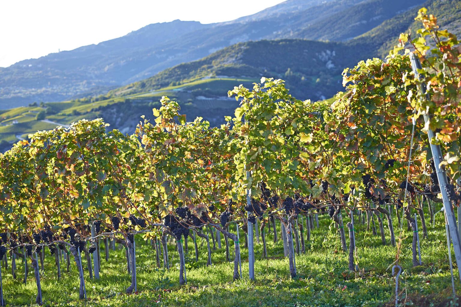 Ein Feld Weinreben in Sierre, Wallis, Schweiz