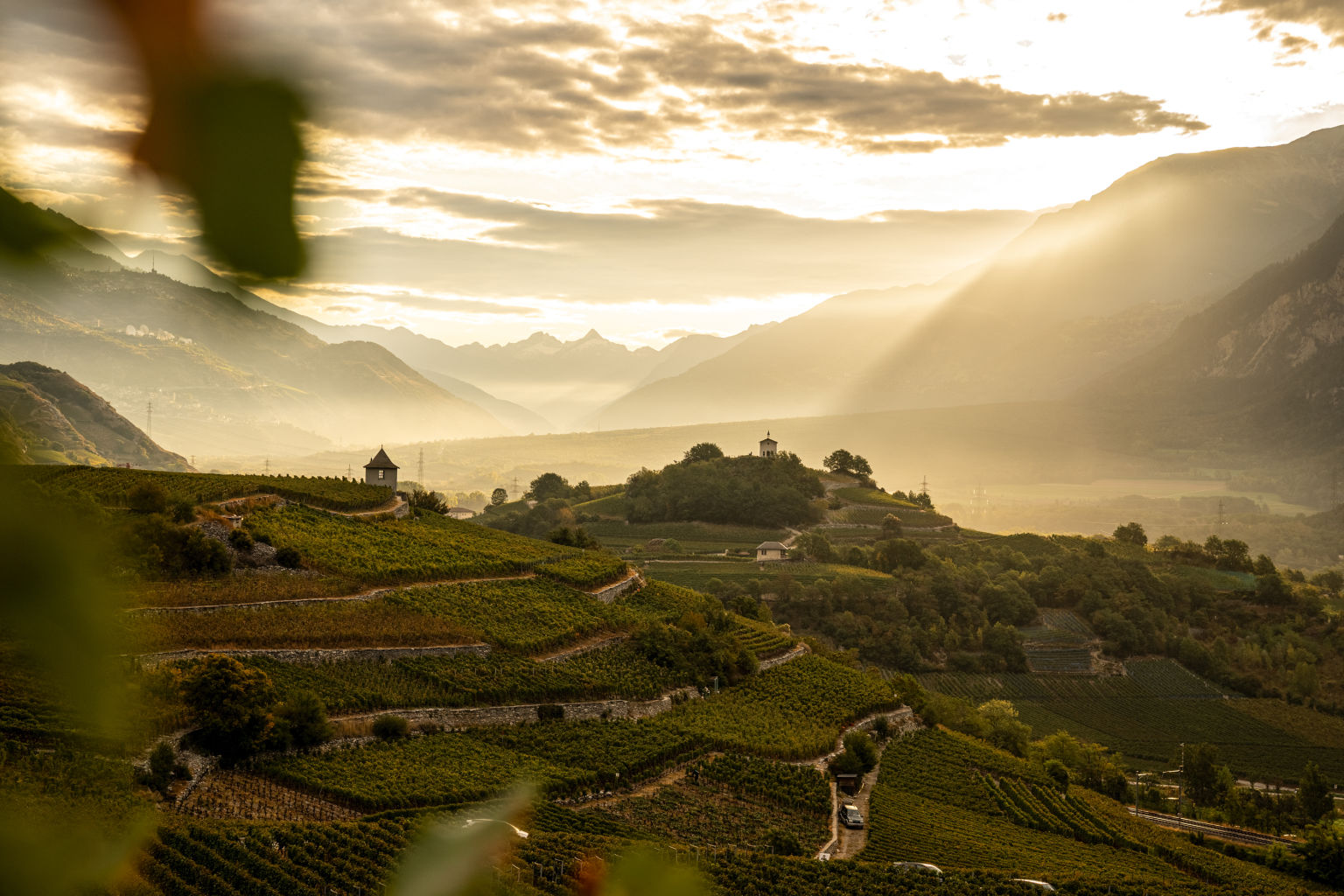 Les vignobles en terrasses de Salgesch (Salquenen) bénéficient d’une exposition au sud et de la protection de la forêt de Finges située en arrière-plan. Valais, Suisse