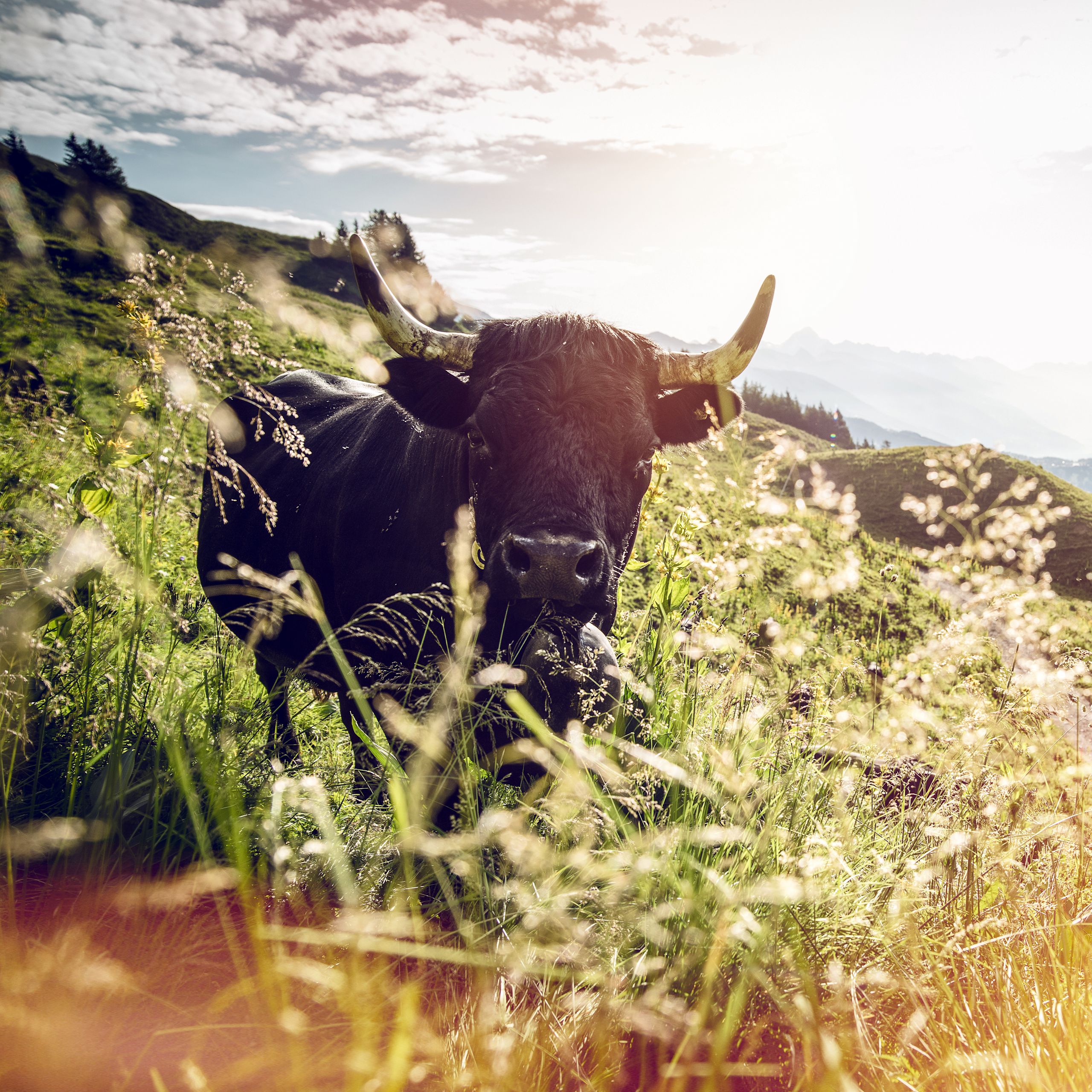 Vache d'hérens dans les alpes valaisan, été en Valais, Suisse