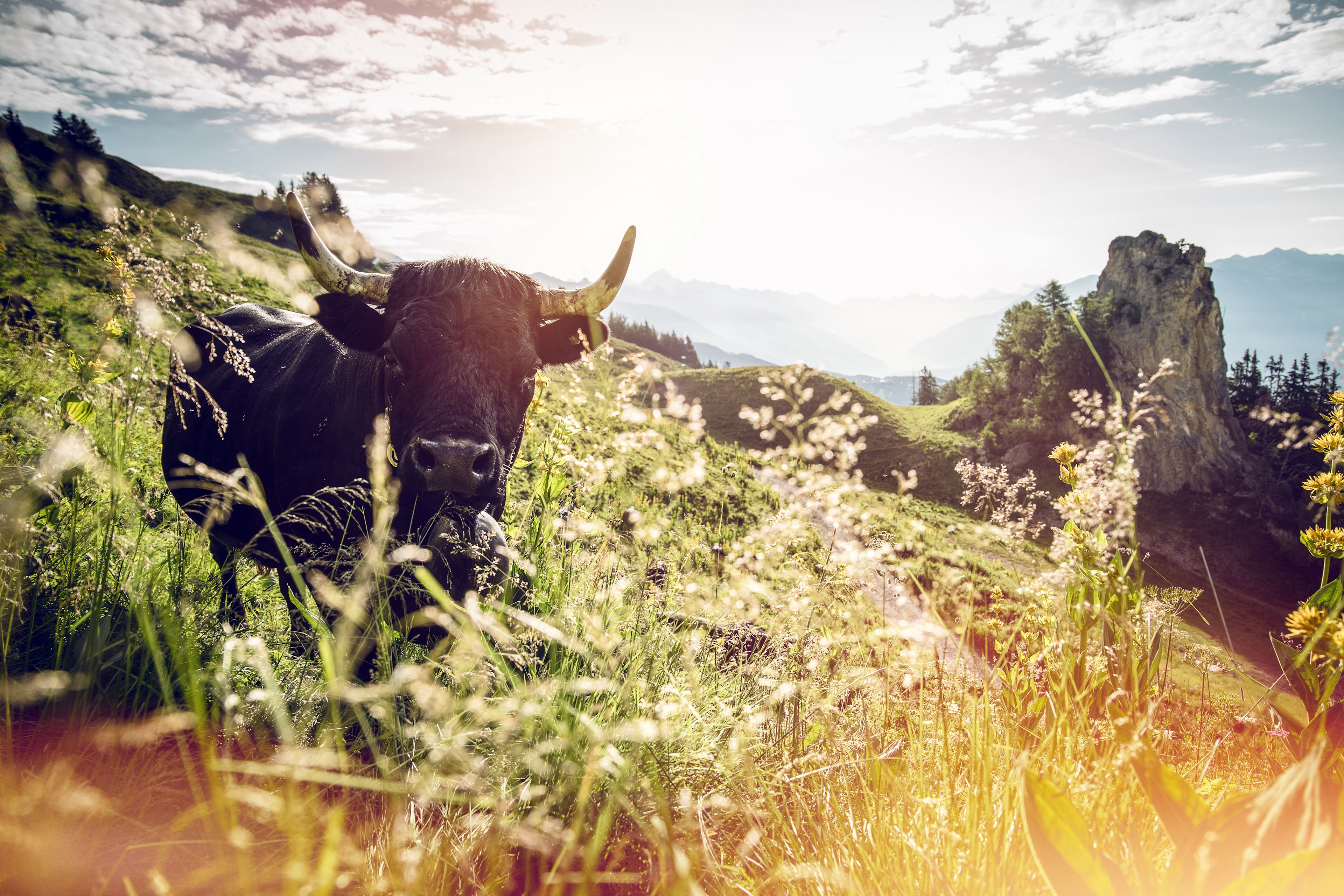 Eringerkuh in den Walliser Alpen, Schweiz