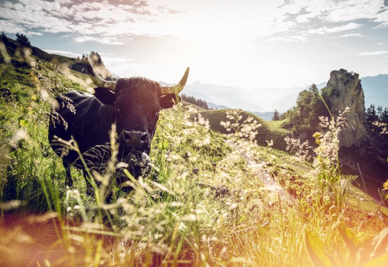 Herens cow in the Swiss Alps, Valais, Switzerland