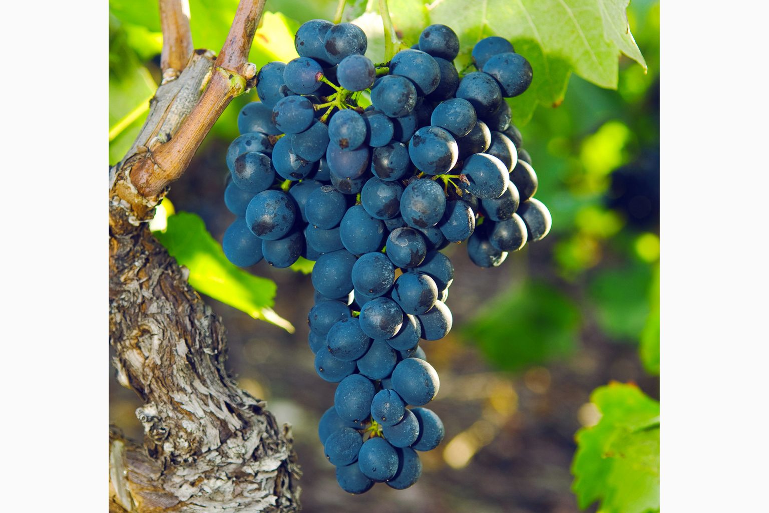 Syrah grape in Valais