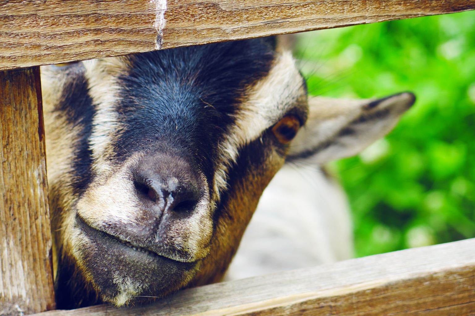 Parcs animaliers, Arche de Crétillons