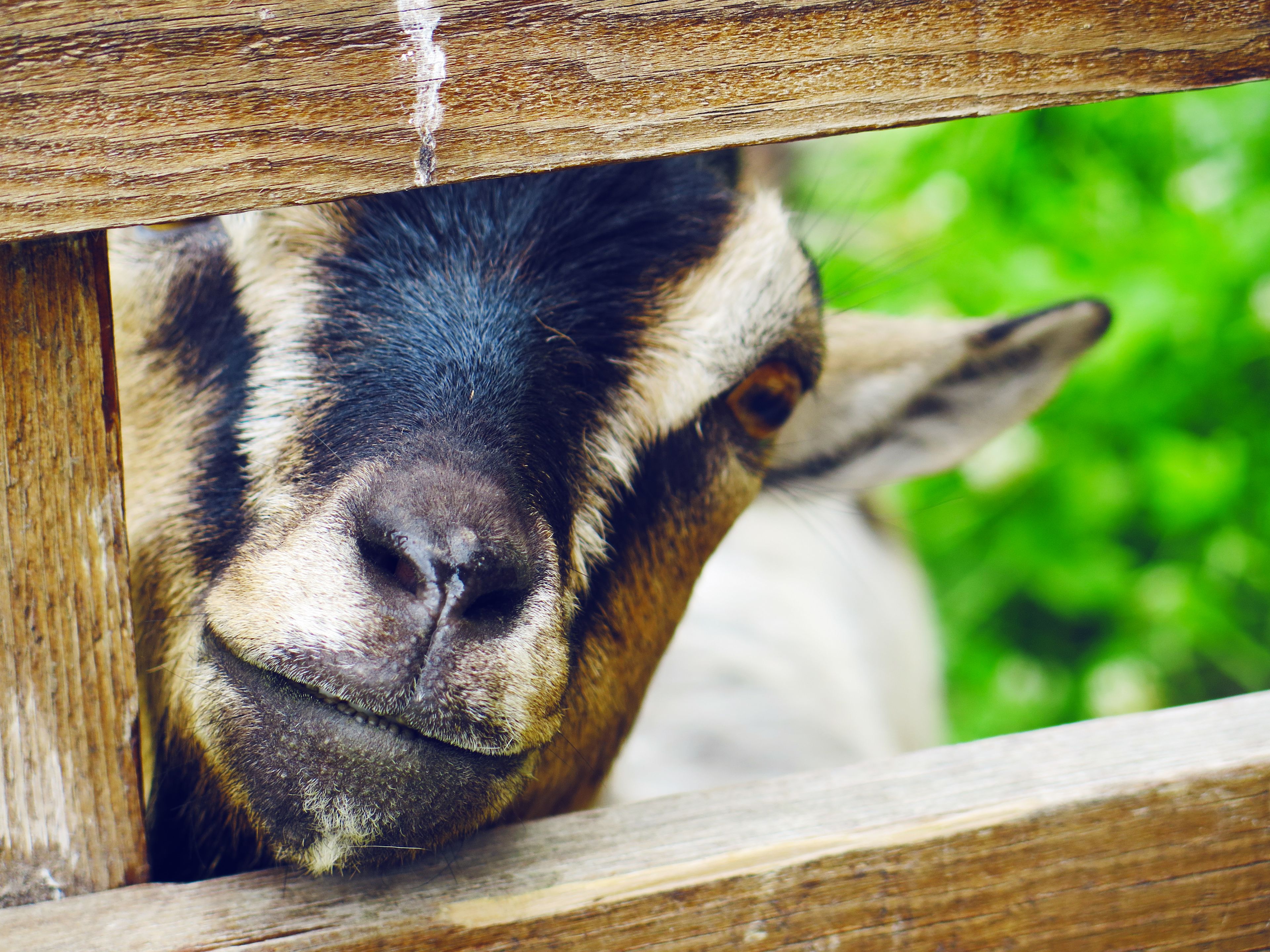 Wildlife parks, Arche de Crétillons