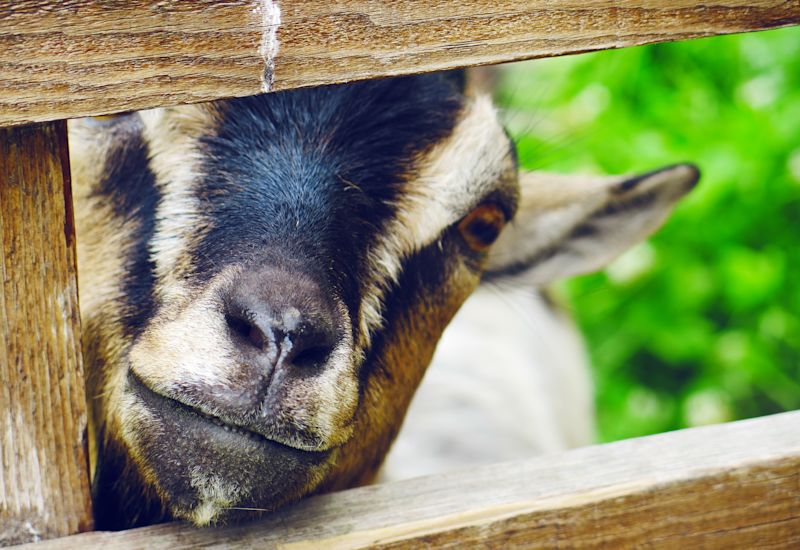 Ziege im Tierpark Arche de Crétillons