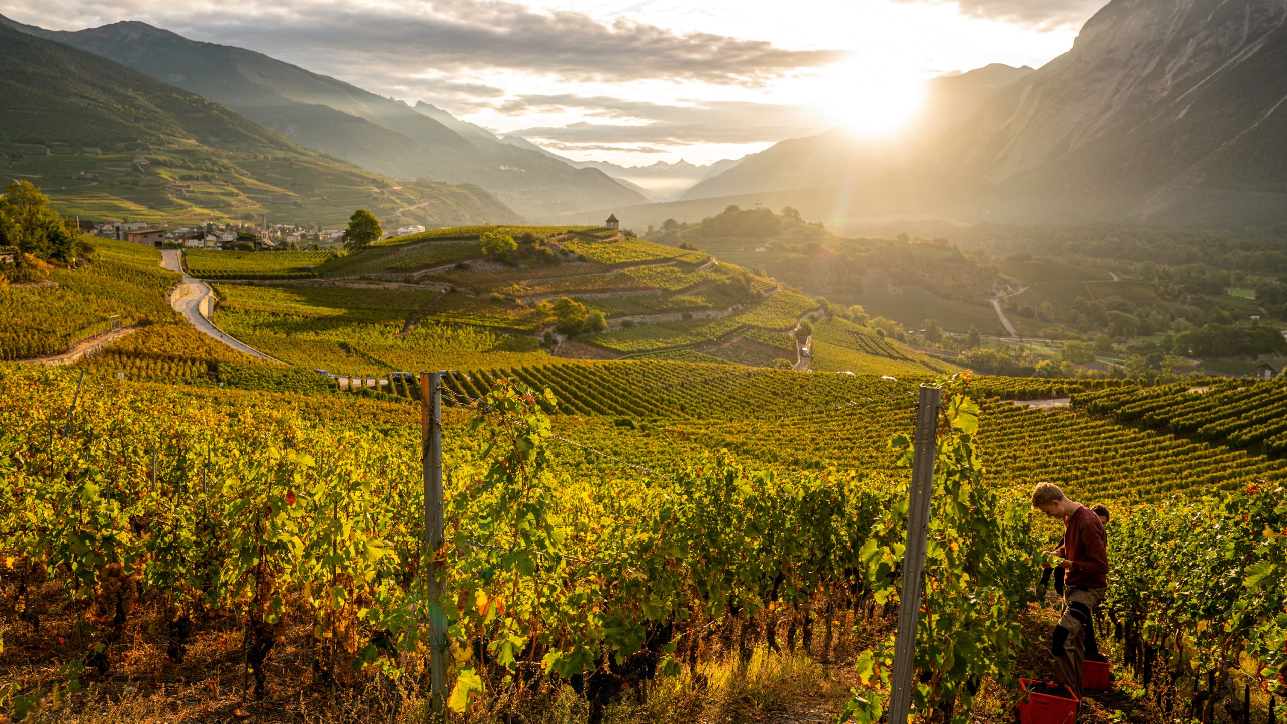 Wine park Salgesch, microclimate, Valais, Switzerland