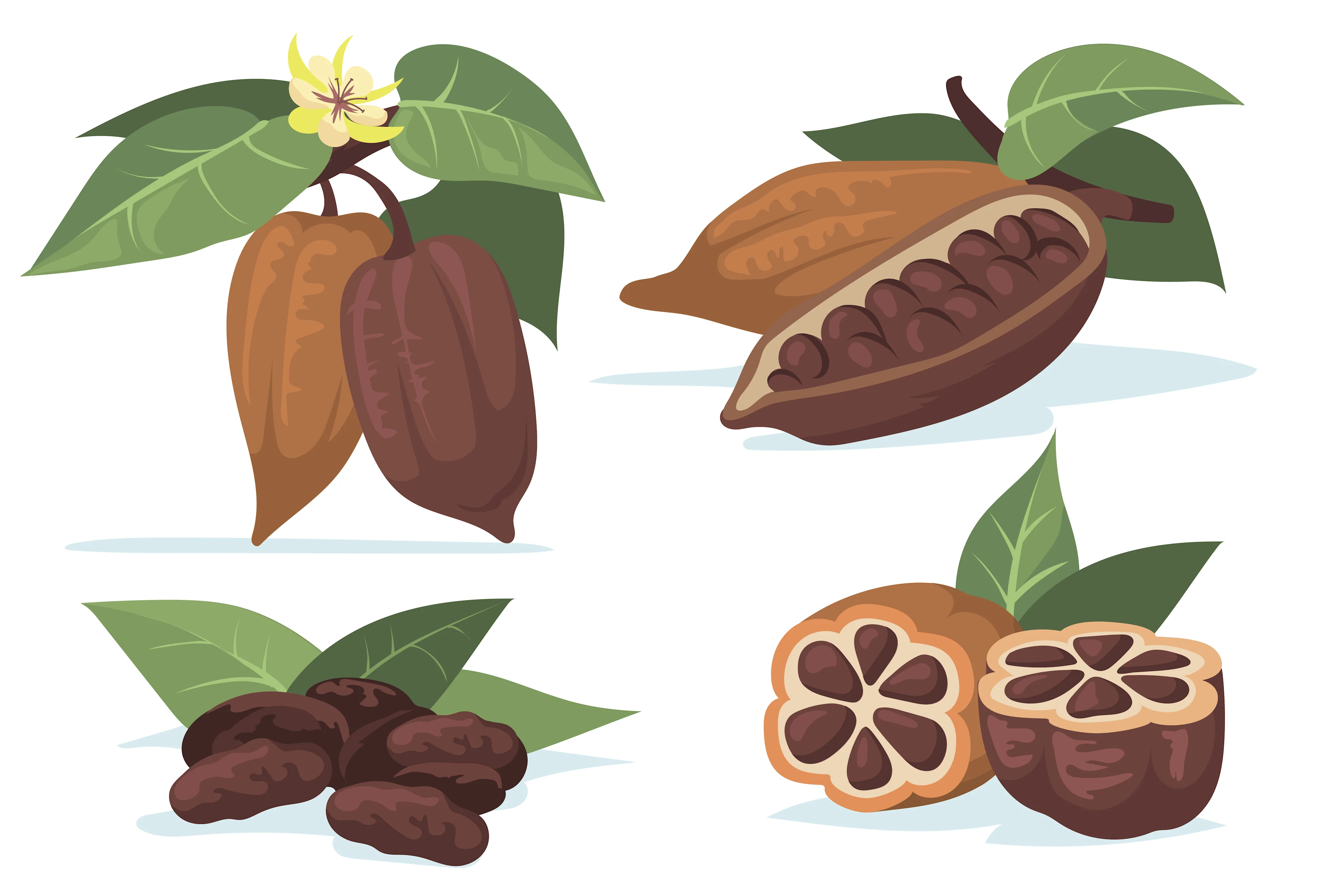 Sugar CACAO Harvest