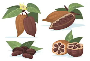 Sugar CACAO Harvest