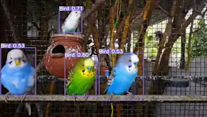 Bird Detection Using OpenCV