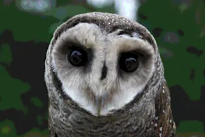 Image Processing